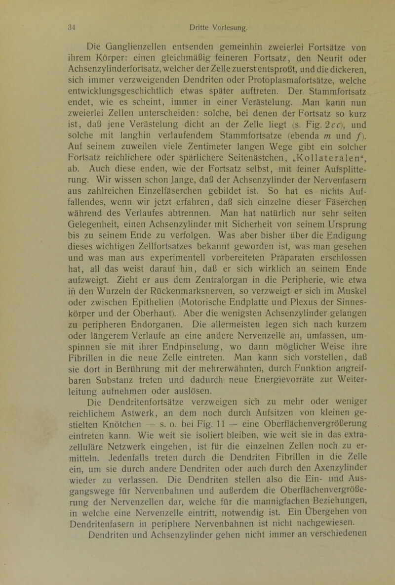 Die Ganglienzellen entsenden gemeinhin zweierlei Fortsätze von ihrem Körper: einen gleichmäßig feineren Fortsatz, den Neurit oder Achsenzylinderfortsatz, welcher der Zelle zuerst entsproßt, und die dickeren, sich immer verzweigenden Dendriten oder Protoplasmafortsätze, welche entwicklungsgeschichtlich etwas später auftreten. Der Stammfortsatz endet, wie es scheint, immer in einer Verästelung. Man kann nun zweierlei Zellen unterscheiden: solche, bei denen der Fortsatz so kurz ist, daß jene Verästelung dicht an der Zelle liegt (s. Fig. 2cc), und solche mit langhin verlaufendem Stammfortsatze (ebenda m und /). Auf seinem zuweilen viele Zentimeter langen Wege gibt ein solcher Fortsatz reichlichere oder spärlichere Seitenästchen, „Kollateralen“, ab. Auch diese enden, wie der Fortsatz selbst, mit feiner Aufsplitte- rung. Wir wissen schon lange, daß der Achsenzylinder der Nervenfasern aus zahlreichen Einzelfäserchen gebildet ist. So hat es nichts Auf- fallendes, wenn wir jetzt erfahren, daß sich einzelne dieser Fäserchen während des Verlaufes abtrennen. Man hat natürlich nur sehr seiten Gelegenheit, einen Achsenzylinder mit Sicherheit von seinem Ursprung bis zu seinem Ende zu verfolgen. Was aber bisher über die Endigung dieses wichtigen Zellfortsatzes bekannt geworden ist, was man gesehen und was man aus experimentell vorbereiteten Präparaten erschlossen hat, all das weist darauf hin, daß er sich wirklich an seinem Ende aufzweigt. Zieht er aus dem Zentralorgan in die Peripherie, wie etwa in den Wurzeln der Rückenmarksnerven, so verzweigt er sich im Muskel oder zwischen Epithelien (Motorische Endplatte und Plexus der Sinnes- körper und der Oberhaut). Aber die wenigsten Achsenzylinder gelangen zu peripheren Endorganen. Die allermeisten legen sich nach kurzem oder längerem Verlaufe an eine andere Nervenzelle an, umfassen, um- spinnen sie mit ihrer Endpinselung, wo dann möglicher Weise ihre Fibrillen in die neue Zelle eintreten. Man kann sich vorstellen, daß sie dort in Berührung mit der mehrerwähnten, durch Funktion angreif- baren Substanz treten und dadurch neue Energievorräte zur Weiter- leitung aufnehmen oder auslösen. Die Dendritenfortsätze verzweigen sich zu mehr oder weniger reichlichem Astwerk, an dem noch durch Aufsitzen von kleinen ge- stielten Knötchen — s. o. bei Fig. 11 — eine Oberflächenvergrößerung eintreten kann. Wie weit sie isoliert bleiben, wie weit sie in das extra- zelluläre Netzwerk eingehen, ist für die einzelnen Zellen noch zu er- mitteln. Jedenfalls treten durch die Dendriten Fibrillen in die Zelle ein, um sie durch andere Dendriten oder auch durch den Axenzylinder wieder zu verlassen. Die Dendriten stellen also die Ein- und Aus- gangswege für Nervenbahnen und außerdem die Oberflächenvergröße- rung der Nervenzellen dar, welche für die mannigfachen Beziehungen, in welche eine Nervenzelle eintritt, notwendig ist. Ein Übergehen von Dendritenfasern in periphere Nervenbahnen ist nicht nachgewiesen. Dendriten und Achsenzylinder gehen nicht immer an verschiedenen