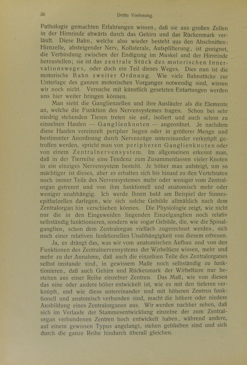 Pathologie gemachten Erfahrungen wissen, daß sie aus großen Zellen in der Hirnrinde abwärts durch das Gehirn und das Rückenmark ver- läuft. Diese Bahn, welche also wieder besteht aus den Abschnitten: Hirnzelle, absteigender Nerv, Kollaterale, Aufsplitterung, ist geeignet, die Verbindung zwischen der Endigung im Muskel und der Hirnrinde herzustellen; sie ist das zentrale Stück des motorischen Inner- vationsweges, oder doch ein Teil dieses Weges. Dies nun ist die motorische Bahn zweiter Ordnung. Wie viele Bahnstücke zur Unterlage des ganzen motorischen Vorganges notwendig sind, wissen wir noch nicht. Versuche mit künstlich gesetzten Entartungen werden uns hier weiter bringen können. Man sieht die Ganglienzellen und ihre Ausläufer als die Elemente an, welche die Funktion des Nervensystemes tragen. Schon bei sehr niedrig stehenden Tieren treten sie auf, isoliert und auch schon zu einzelnen Haufen — Ganglienknoten — angeordnet. Je nachdem diese Haufen vereinzelt peripher liegen oder in größerer Menge und bestimmter Anordnung durch Nervenzüge untereinander verknüpft ge- troffen werden, spricht man von peripheren Ganglienknoten oder von einem Zentralnervensystem. Im allgemeinen erkennt man, daß in der Tierreihe eine Tendenz zum Zusammenfassen vieler Knoten in ein einziges Nervensystem besteht. Je höher man aufsteigt, um so mächtiger ist dieses, aber es erhalten sich bis hinauf zu den Vertebraten noch immer Teile des Nervensystemes mehr oder weniger vom Zentral- organ getrennt und von ihm funktionell und anatomisch mehr oder weniger unabhängig. Ich werde Ihnen bald am Beispiel der Sinnes- epithelzellen darlegen, wie sich solche Gebilde allmählich nach dem Zentralorgan hin verschieben können. Die Physiologie zeigt, wie nicht nur die in den Eingeweiden liegenden Einzelganglien noch relativ selbständig funktionieren, sondern wie sogar Gebilde, die, wie die Spinal- ganglien, schon dem Zentralorgan vielfach zugerechnet werden, sich noch einer relativen funktionellen Unabhängigkeit von diesem erfreuen. Ja, es drängt das, was wir vom anatomischen Aufbau und von den Funktionen des Zentralnervensystems der Wirbeltiere wissen, mehr und mehr zu der Annahme, daß auch die einzelnen Teile des Zentralorganes selbst imstande sind, in gewissem Maße noch selbständig zu funk- tionieren, daß auch Gehirn und Rückenmark der Wirbeltiere nur be- stehen aus einer Reihe einzelner Zentren. Das Maß, wie von diesen das eine oder andere höher entwickelt ist, wie es mit den tieferen ver- knüpft, und wie diese untereinander und mit höheren Zentren funk- tionell und anatomisch verbunden sind, macht die höhere oder niedere Ausbildung eines Zentralorganes aus. Wir werden nachher sehen, daß sich im Verlaufe der Stammesentwicklung einzelne der zum Zentral- organ verbundenen Zentren hoch entwickelt haben, während andere, auf einem gewissen Typus angelangt, stehen geblieben sind und sich durch die ganze Reihe hindurch überall gleichen.