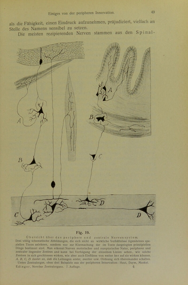 als die Fähigkeit, einen Eindruck aufzunehmen, präjudiziert, vielfach an Stelle des Namens sensibel zu setzen. Die meisten rezipierenden Nerven stammen aus den Spinal- Fig. 19. Übersicht über das periphere und zentrale Nervensyste m. Drei völlig schematische Abbildungen, die sich nicht au wirkliche Verhältnisse irgendeines spe- ziellen Tieres anlehnen, sondern nur zur Klarmachung der im Texte dargelegten prinzipiellen Dinge bestimmt sind. Man erkennt Nerven motorischer und rezeptorischer Natur, peripherer und zentraler liegender Zentren und kann bei Verfolgung der einzelnen Linien sehen, wie solche Zentren in sich geschlossen wirken, wie aber auch Einflüsse von weiter her auf sie wirken können. A, B, C, D deutet an, daß die Leitungen erster, zweiter usw. Ordnung sich übereinander schalten. Unten Zentralorgan, oben drei Beispiele aus der peripheren Innervation: Haut, Darm, Muskel. Edinger, Nervöse Zentralorgane. 7. Auflage. 4