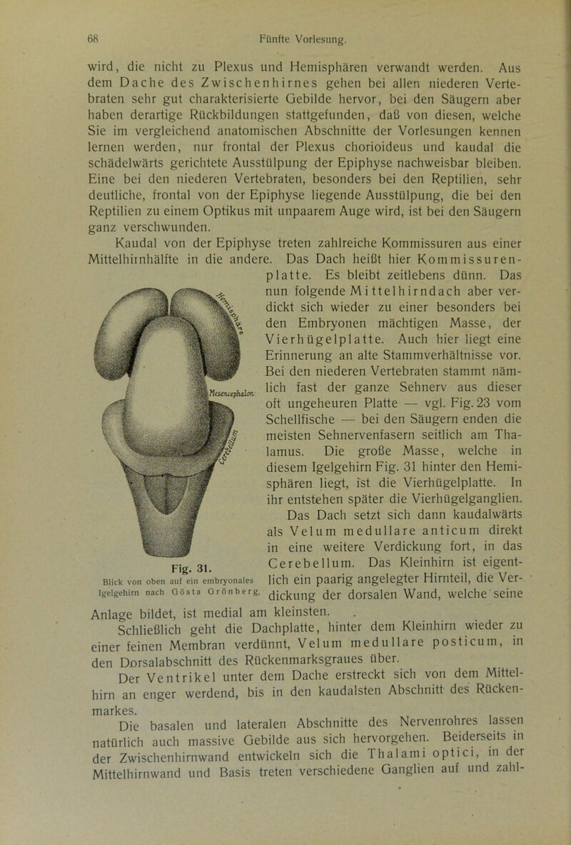 wird, die nicht zu Plexus und Hemisphären verwandt werden. Aus dem Dache des Zwischenhirnes gehen bei allen niederen Verte- braten sehr gut charakterisierte Gebilde hervor, bei den Säugern aber haben derartige Rückbildungen stattgefunden, daß von diesen, welche Sie im vergleichend anatomischen Abschnitte der Vorlesungen kennen lernen werden, nur frontal der Plexus chorioideus und kaudal die schädelwärts gerichtete Ausstülpung der Epiphyse nachweisbar bleiben. Eine bei den niederen Vertebraten, besonders bei den Reptilien, sehr deutliche, frontal von der Epiphyse liegende Ausstülpung, die bei den Reptilien zu einem Optikus mit unpaarem Auge wird, ist bei den Säugern ganz verschwunden. Kaudal von der Epiphyse treten zahlreiche Kommissuren aus einer Mittelhiinhälfte in die andere. Das Dach heißt hier Kommissuren- platte. Es bleibt zeitlebens dünn. Das nun folgende Mi ttelhirndach aber ver- dickt sich wieder zu einer besonders bei den Embryonen mächtigen Masse, der Vier hügelplatte. Auch hier liegt eine Erinnerung an alte Stammverhältnisse vor. Bei den niederen Vertebraten stammt näm- lich fast der ganze Sehnerv aus dieser oft ungeheuren Platte — vgl. Fig. 23 vom Schellfische — bei den Säugern enden die meisten Sehnervenfasern seitlich am Tha- lamus. Die große Masse, welche in diesem Igelgehirn Fig. 31 hinter den Hemi- sphären liegt, ist die Vierhügelplatte. In ihr entstehen später die Vierhügelganglien. Das Dach setzt sich dann kaudalwärts als Velum medulläre anticum direkt in eine weitere Verdickung fort, in das Cerebellum. Das Kleinhirn ist eigent- lich ein paarig angelegter Hirnteil, die Ver- Igelgehirn nach Gösta Grönberg. Dickung (jer dorsalen Wand, welche Seine Anlage bildet, ist medial am kleinsten. Schließlich geht die Dachplatte, hinter dem Kleinhirn wieder zu einer feinen Membran verdünnt, Velum medulläre posticum, in den Dorsalabschnitt des Rückenmarksgraues über. Der Ventrikel unter dem Dache erstreckt sich von dem Mittel- hirn an enger werdend, bis in den kaudalsten Abschnitt des Rücken- markes Die basalen und lateralen Abschnitte des Nervenrohres lassen natürlich auch massive Gebilde aus sich hervorgehen. Beiderseits in der Zwischenhirnwand entwickeln sich die Thalami optici, in der Mittelhirnwand und Basis treten verschiedene Ganglien auf und zahl- Fig. 31. Blick von oben auf ein embryonales