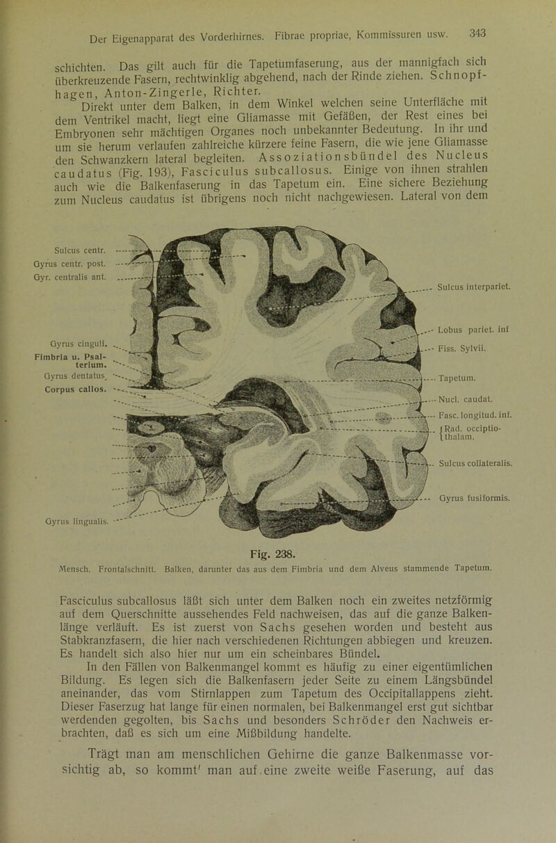 schichten. Das gilt auch für die Tapetümfaserung, aus der mannigfach sich überkreuzende Fasern, rechtwinklig abgehend, nach der Rinde ziehen. Schnopf- hagen, Anton-Zingerle, Richter. Direkt unter dem Balken, in dem Winkel welchen seine Unterflache mit dem Ventrikel macht, liegt eine Gliamasse mit Gefäßen, der Rest eines bei Embryonen sehr mächtigen Organes noch unbekannter Bedeutung. In ihr und um sie herum verlaufen zahlreiche kürzere feine Fasern, die wie jene Gliamasse den Schwanzkern lateral begleiten. Assoziationsbündel des Nucleus caudatus (Fig. 193), Fasciculus subcallosus. Einige von ihnen strahlen auch wie die Balkenfaserung in das Tapetum ein. Eine sichere Beziehung zum Nucleus caudatus ist übrigens noch nicht nachgewiesen. Lateral von dem Sulcus centr. Gyrus centr. post. Gyr. centralis ant. Gyrus cinguli. Fimbrla u. Psal- terlum. Gyrus dentatus, Corpus callos. Gyrus lingualis. Sulcus interpariet. Lobus pariet. inf Fiss. Sylvii. Tapetum. Nucl. caudat. Fase, longitud. inf. fRad. occiptio- Ithalam. Sulcus collateralis. Gyrus fusiformis. Fig. 238. Mensch. Frontalschnitt. Balken, darunter das aus dem Fimbria und dem Alveus stammende Tapetum. Fasciculus subcallosus läßt sich unter dem Balken noch ein zweites netzförmig auf dem Querschnitte aussehendes Feld nachweisen, das auf die ganze Balken- länge verläuft. Es ist zuerst von Sachs gesehen worden und besteht aus Stabkranzfasern, die hier nach verschiedenen Richtungen abbiegen und kreuzen. Es handelt sich also hier nur um ein scheinbares Bündel. In den Fällen von Balkenmangel kommt es häufig zu einer eigentümlichen Bildung. Es legen sich die Balkenfasern jeder Seite zu einem Längsbündel aneinander, das vom Stirnlappen zum Tapetum des Occipitallappens zieht. Dieser Faserzug hat lange für einen normalen, bei Balkenmangel erst gut sichtbar werdenden gegolten, bis Sachs und besonders Schröder den Nachweis er- brachten, daß es sich um eine Mißbildung handelte. Trägt man am menschlichen Gehirne die ganze Balkenmasse vor- sichtig ab, so kommt' man auf . eine zweite weiße Faserung, auf das