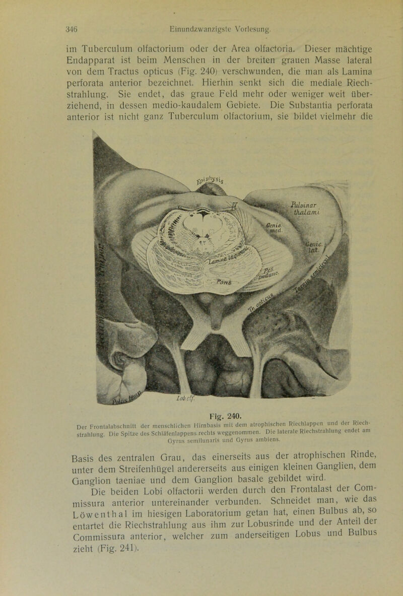 im Tuberculum olfactorium oder der Area olfaetoria. Dieser mächtige Eudapparat ist beim Menschen in der breiten grauen Masse lateral von dem Tractus opticus (Fig. 240) verschwunden, die man als Lamina perforata anterior bezeichnet. Hierhin senkt sich die mediale Riech- strahlung. Sie endet, das graue Feld mehr oder weniger weit über- ziehend, in dessen medio-kaudalem Gebiete. Die Substantia perforata anterior ist nicht ganz Tuberculum olfactorium, sie bildet vielmehr die Fig. 240. Der Frontalabschnitt der menschlichen Hirnbasis mit dem atrophischen Riechlappcn und der Riech- strahlung. Die Spitze des Schläfenlappens rechts weggenommen. Die laterale Riechstrahlung endet am Oyrus semilunaris und Gyrus ambiens. Basis des zentralen Grau, das einerseits aus der atrophischen Rinde, unter dem Streifenhügel andererseits aus einigen kleinen Ganglien, dem Ganglion taeniae und dem Ganglion basale gebildet wird. Die beiden Lobi olfactorii werden durch den Frontalast der Com- missura anterior untereinander verbunden. Schneidet man, wie das Löwenthal im hiesigen Laboratorium getan hat, einen Bulbus ab, so entartet die Riechstrahlung aus ihm zur Lobusrinde und der Anteil der Cotnmissura anterior, welcher zum anderseitigen Lobus und Bulbus zieht (Fig. 241).