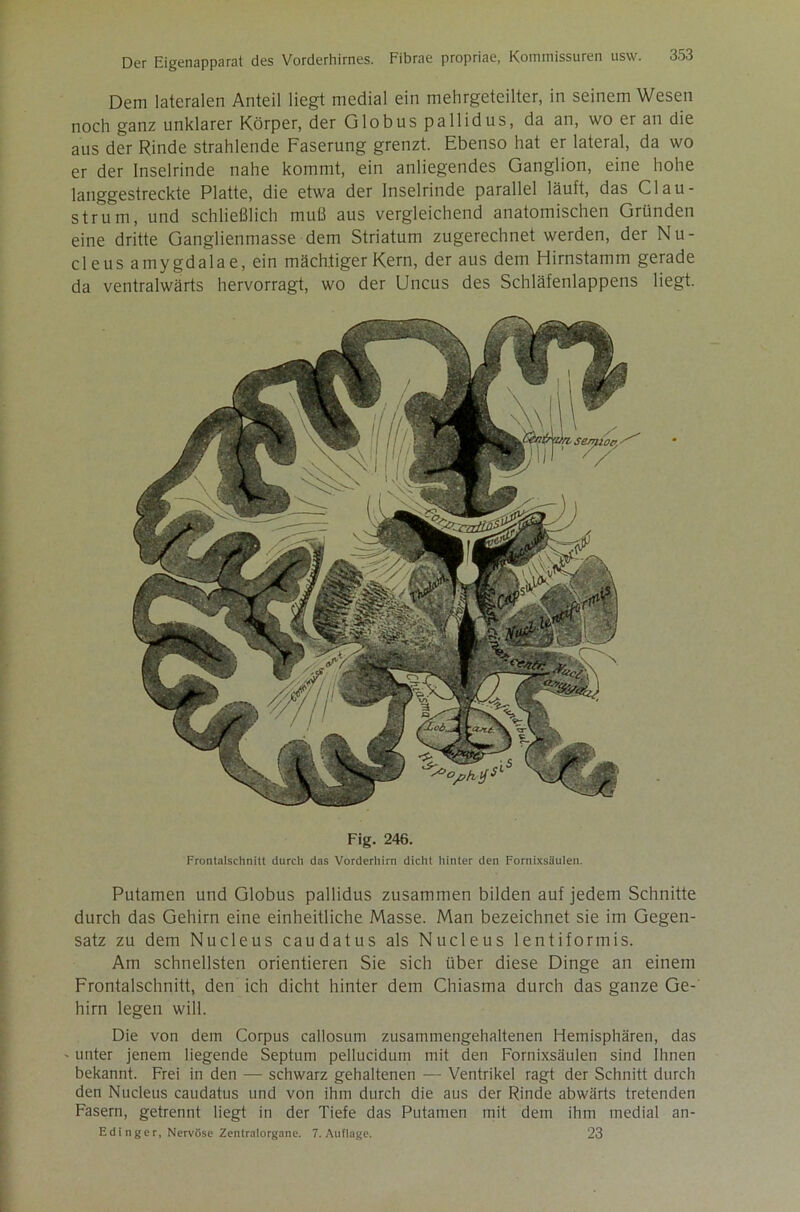 Dem lateralen Anteil liegt medial ein mehrgeteilter, in seinem Wesen noch ganz unklarer Körper, der Globus pallidus, da an, wo er an die aus der Rinde strahlende Faserung grenzt. Ebenso hat er lateral, da wo er der Inselrinde nahe kommt, ein anliegendes Ganglion, eine hohe langgestreckte Platte, die etwa der Inselrinde parallel läuft, das Clau- strum, und schließlich muß aus vergleichend anatomischen Gründen eine dritte Ganglienmasse dem Striatum zugerechnet werden, der Nu- cleus amygdalae, ein mächtiger Kern, der aus dem Hirnstamm gerade da ventralwärts hervorragt, wo der Uncus des Schläfenlappens liegt. Fig. 246. Frontalschnitt durch das Vorderhirn dicht hinter den Fornixsäuien. Putamen und Globus pallidus zusammen bilden auf jedem Schnitte durch das Gehirn eine einheitliche Masse. Man bezeichnet sie im Gegen- satz zu dem Nucleus caudatus als Nucleus lentiformis. Am schnellsten orientieren Sie sich über diese Dinge an einem Frontalschnitt, den ich dicht hinter dem Chiasma durch das ganze Ge-' hirn legen will. Die von dem Corpus callosum zusammengehaltenen Hemisphären, das ' unter jenem liegende Septum pellucidum mit den Fornixsäuien sind Ihnen bekannt. Frei in den — schwarz gehaltenen — Ventrikel ragt der Schnitt durch den Nucleus caudatus und von ihm durch die aus der Rinde abwärts tretenden Fasern, getrennt liegt in der Tiefe das Putamen mit dem ihm medial an- Edi n ger, Nervöse Zentralorgane. 7. Auflage. 23