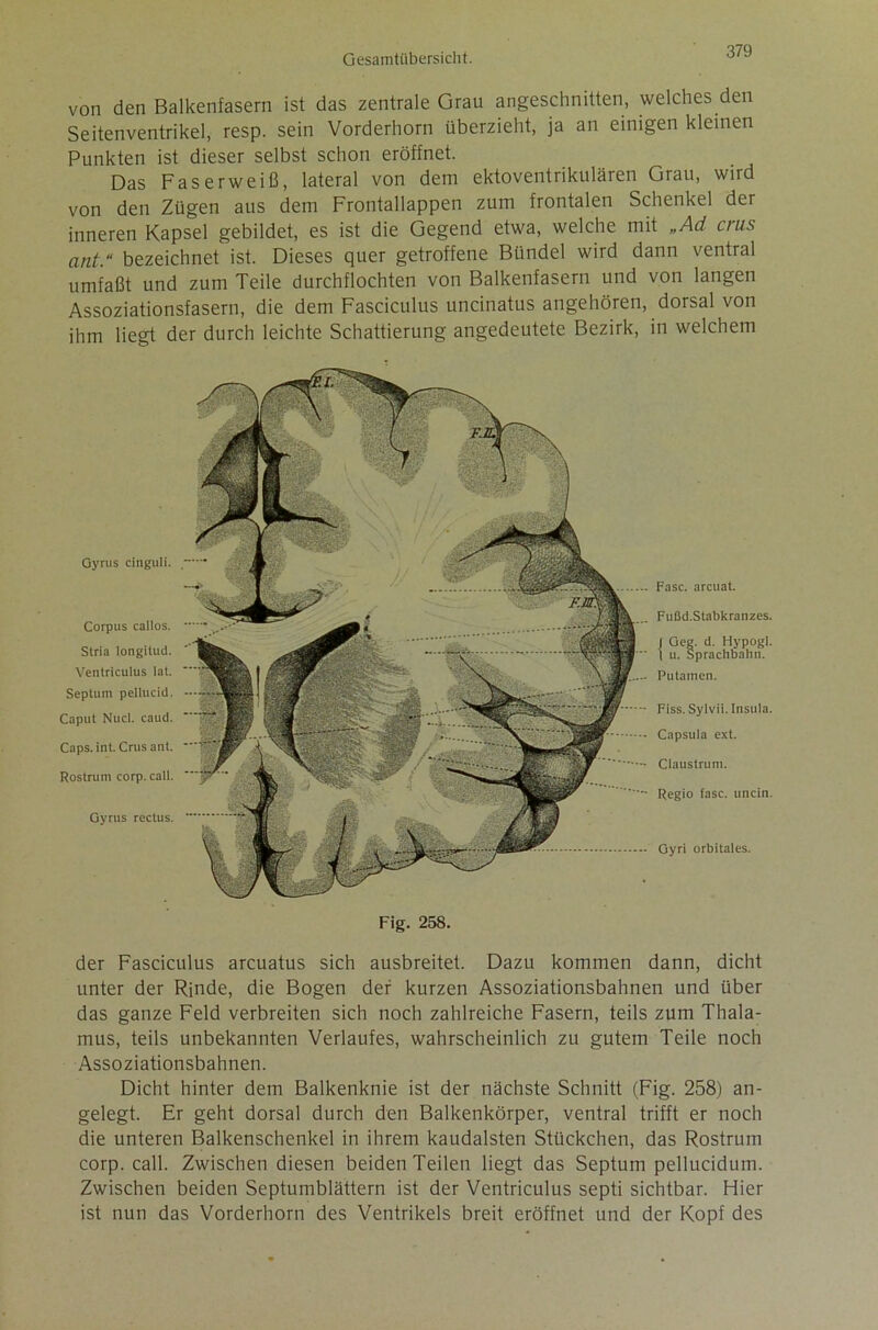 von den Balkenfasern ist das zentrale Grau angeschnitten, welches den Seitenventrikel, resp. sein Vorderhorn überzieht, ja an einigen kleinen Punkten ist dieser selbst schon eröffnet. Das Faserweiß, lateral von dem ektoventrikulären Grau, wird von den Zügen aus dem Frontallappen zum frontalen Schenkel der inneren Kapsel gebildet, es ist die Gegend etwa, welche mit „Ad crus ant.“ bezeichnet ist. Dieses quer getroffene Bündel wird dann ventral umfaßt und zum Teile durchflochten von Balkenfasern und von langen Assoziationsfasern, die dem Fasciculus uncinatus angehören, dorsal von ihm liegt der durch leichte Schattierung angedeutete Bezirk, in welchem Gyrus cinguli. Corpus callos. Stria longitud. Ventriculus lat. Septum pellucid. Caput Nud. caud. Caps. int. Crus ant. Rostrum corp. call. Gyrus rectus. Fase, arcuat. Fußd.Stabkranzes. | Geg. d. Hypogl. I u. Sprachbahn. Putamen. Fiss. Sylvii. Insula. Capsula ext. Claustrum. Regio fase, uncin. Gyri orbitales. Fig. 258. der Fasciculus arcuatus sich ausbreitet. Dazu kommen dann, dicht unter der Rinde, die Bogen der kurzen Assoziationsbahnen und über das ganze Feld verbreiten sich noch zahlreiche Fasern, teils zum Thala- mus, teils unbekannten Verlaufes, wahrscheinlich zu gutem Teile noch Assoziationsbahnen. Dicht hinter dem Balkenknie ist der nächste Schnitt (Fig. 258) an- gelegt. Er geht dorsal durch den Balkenkörper, ventral trifft er noch die unteren Balkenschenkel in ihrem kaudalsten Stückchen, das Rostrum corp. call. Zwischen diesen beiden Teilen liegt das Septum pellucidum. Zwischen beiden Septumblättern ist der Ventriculus septi sichtbar. Hier ist nun das Vorderhorn des Ventrikels breit eröffnet und der Kopf des