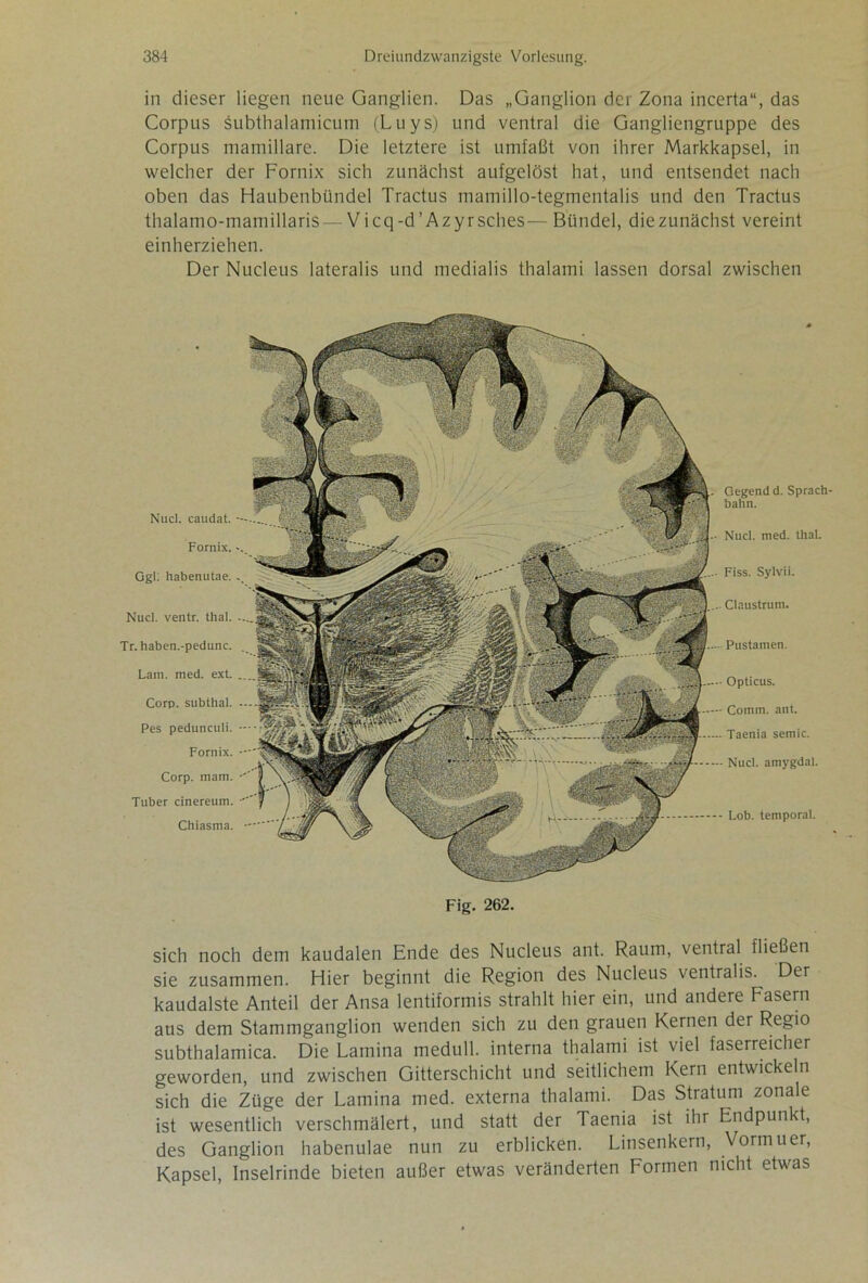 in dieser liegen neue Ganglien. Das „Ganglion der Zona incerta“, das Corpus subthalamicutn (Luys) und ventral die Gangliengruppe des Corpus mamillare. Die letztere ist umfaßt von ihrer Markkapsel, in welcher der Fornix sich zunächst aufgelöst hat, und entsendet nach oben das Haubenbündel Tractus mamillo-tegmentalis und den Tractus thalamo-mamillaris — V icq -d’ Azyrsches— Bündel, die zunächst vereint einherziehen. Der Nucleus lateralis und medialis thalami lassen dorsal zwischen Nucl. caudat. -- Fornix. Ggl: habenutae. .. Nucl. ventr. thal. ... Tr. haben.-pedunc. . Lam. med. ext. .. Corp. subthal. ~ Pes pedunculi. •• Fornix. - Corp. mam. Tuber cinereum. Chiasma. • Gegend d. Sprach- bahn. Nucl. med. thal. Fiss. Sylvii. Claustrum. Pustamen. Opticus. Comm. ant. Taenia semic. Nucl. amygdal. Lob. temporal. Fig. 262. sich noch dem kaudalen Ende des Nucleus ant. Raum, ventral fließen sie zusammen. Hier beginnt die Region des Nucleus ventralis. Der kaudalste Anteil der Ansa lentiformis strahlt hier ein, und andere Fasern aus dem Stammganglion wenden sich zu den grauen Kernen der Regio subthalamica. Die Lamina medull. interna thalami ist viel faserreicher geworden, und zwischen Gitterschicht und seitlichem Kern entwickeln sich die Züge der Lamina med. externa thalami. Das Stratum zonale ist wesentlich verschmälert, und statt der Taenia ist ihr Endpunkt, des Ganglion habenulae nun zu erblicken. Linsenkern, Vormuer, Kapsel, Inselrinde bieten außer etwas veränderten Formen nicht etwas