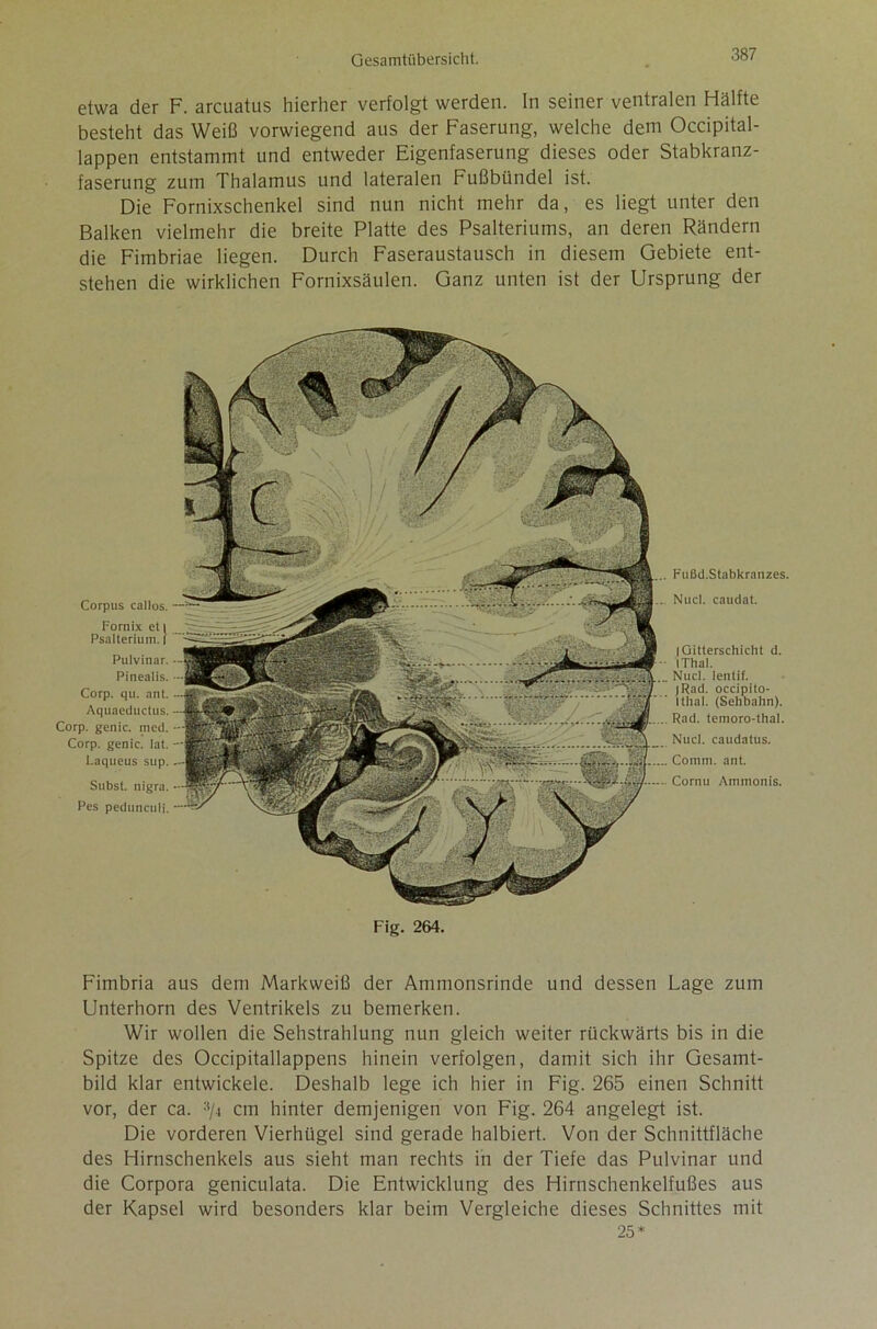 etwa der F. arcuatus hierher verfolgt werden. In seiner ventralen Hälfte besteht das Weiß vorwiegend aus der Faserung, welche dem Occipital- lappen entstammt und entweder Eigenfaserung dieses oder Stabkranz- faserung zum Thalamus und lateralen Fußbündel ist. Die Fornixschenkel sind nun nicht mehr da, es liegt unter den Balken vielmehr die breite Platte des Psalteriums, an deren Rändern die Fimbriae liegen. Durch Faseraustausch in diesem Gebiete ent- stehen die wirklichen Fornixsäulen. Ganz unten ist der Ursprung der Corpus callos. Fornix et l Psalterium. | Pulvinar. Pinealis. Corp. qu. ant. Aquaeductus. Corp. genic. itied. Corp. genic. lat. Laqueus sup. Subst. nigra. Pes pedunculi. Fußd. Stabkranzes. Nucl. caudat. |Gitterschiclit d. iThal. Nucl. lentif. jRad. occipito- Ithal. (Seilbahn). Rad. temoro-thai. Nucl. caudatus. Comm. ant. Cornu Ammonis. Fig. 264. Fimbria aus dem Markweiß der Ammonsrinde und dessen Lage zum Unterhorn des Ventrikels zu bemerken. Wir wollen die Sehstrahlung nun gleich weiter rückwärts bis in die Spitze des Occipitallappens hinein verfolgen, damit sich ihr Gesamt- bild klar entwickele. Deshalb lege ich hier in Fig. 265 einen Schnitt vor, der ca. 3/4 cm hinter demjenigen von Fig. 264 angelegt ist. Die vorderen Vierhügel sind gerade halbiert. Von der Schnittfläche des Hirnschenkels aus sieht man rechts in der Tiefe das Pulvinar und die Corpora geniculata. Die Entwicklung des Hirnschenkelfußes aus der Kapsel wird besonders klar beim Vergleiche dieses Schnittes mit 25*