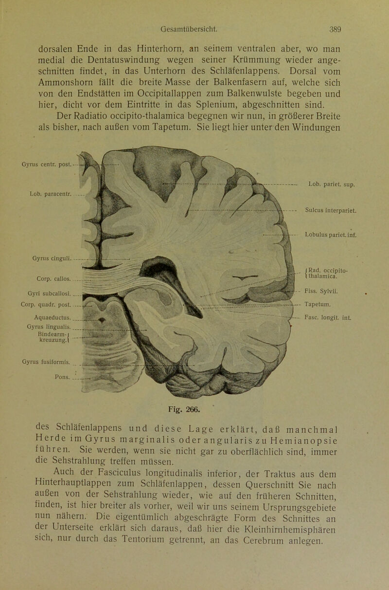 dorsalen Ende in das Hinterhorn, an seinem ventralen aber, wo man medial die Dentatuswindung wegen seiner Krümmung wieder ange- schnitten findet, in das Unterhorn des Schläfenlappens. Dorsal vom Ammonshorn fällt die breite Masse der Balkenfasern auf, welche sich von den Endstätten im Occipitallappen zum Balkenwulste begeben und hier, dicht vor dem Eintritte in das Splenium, abgeschnitten sind. Der Radiatio occipito-thalamica begegnen wir nun, in größerer Breite als bisher, nach außen vom Tapetum. Sie liegt hier unter den Windungen Gyrus centr. post. Lob. paracentr. Gyrus cinguli. Corp. callos. Gyri subcallosi. Corp. quadr. post. Aquaeductus. Gyrus Iingualis. Bindearm-1 kreuzung.l Gyrus fusiformis. Pons. Lob. pariet. sup. Sulcus interpariet. Lobulus pariet. inf. I Rad. occipito- t thalamica. Fiss. Sylvii. Tapetum. Fase, longit. int. Fig. 266. des Schläfenlappens und diese Lage erklärt, daß manchmal Herde im Gyrus m argin alis oder angularis zu Hemianopsie führen. Sie werden, wenn sie nicht gar zu oberflächlich sind, immer die Sehstrahlung treffen müssen. Auch der Fasciculus longitudinalis inferior, der Traktus aus dem Hinterhauptlappen zum Schläfenlappen, dessen Querschnitt Sie nach außen von der Sehstrahlung wieder, wie auf den früheren Schnitten, finden, ist hier breiter als vorher, weil wir uns seinem Ursprungsgebiete nun nähern. Die eigentümlich abgeschrägte Form des Schnittes an der Unterseite erklärt sich daraus, daß hier die Kleinhirnhemisphären sich, nur durch das Tentorium getrennt, an das Cerebrum anlegen.