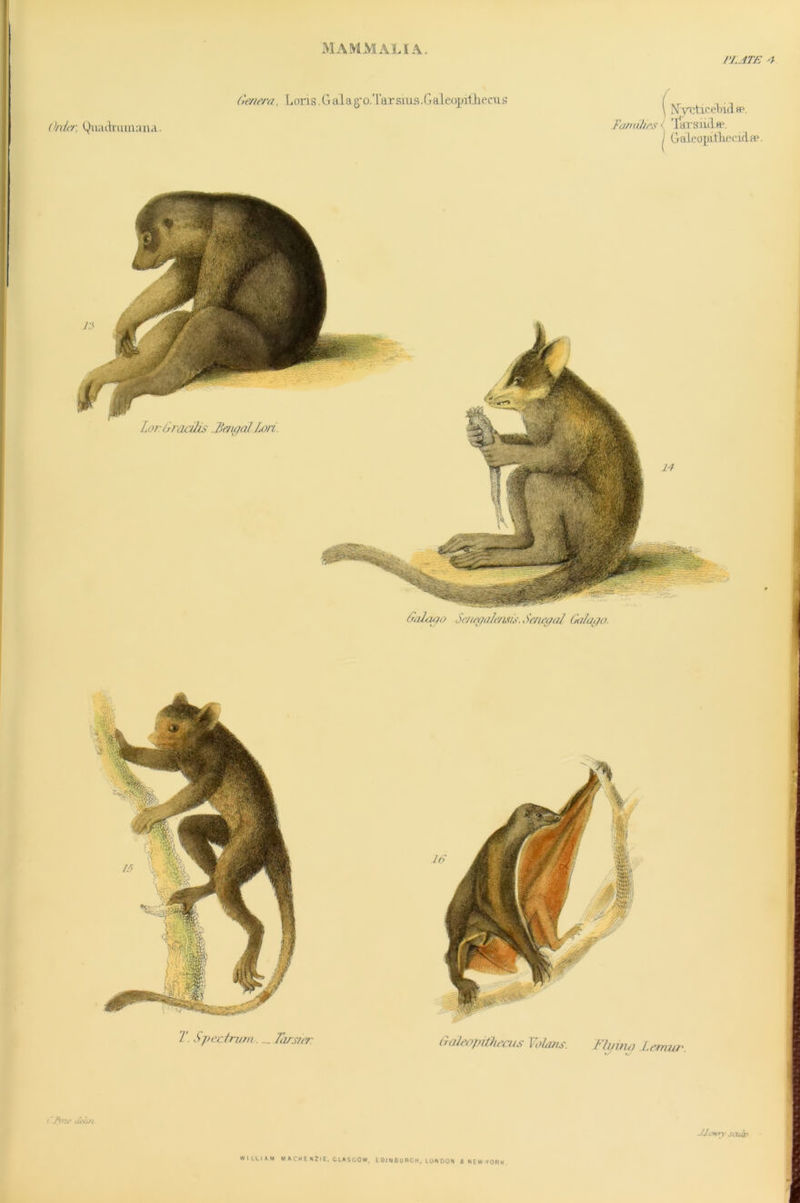 pljte a Order, Quadrumaiia. Genera, Lons.Galag'O.Tarsius.Galeoyilhecus (Nycticebid «p. FamU/rs i TarsMula, I GaleopitLecida1. Galago Senegahmis., Senegal Galago. T Spectrum. _ Tarsier (Laieapith ecus Yolans. Fly inn Lemur. (J\ne dehn JJ.OHTv sculp.