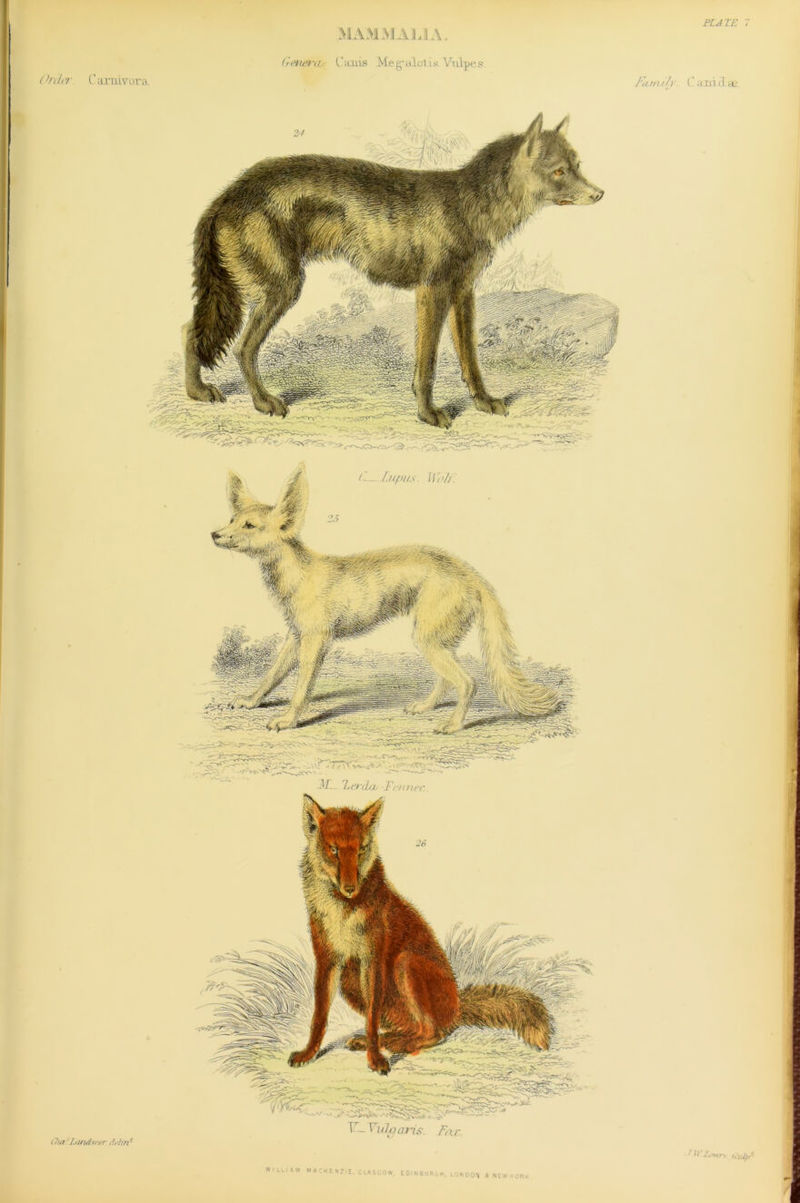 PU TE f iimivora Genera,.- Cauis JVleg’ulol ..is. Vulpes. ll—.LupitS. Hr'//. I7! YuJ/j oris. Fa. c. Ola hmdsrtT drlirp I'anu/y ( and 3hl\ 7 'S-.im ,,-ulpt WILI.HV MACKENZIE. CEASCOW. E0IN6URCH. LONDON i NEW VOR