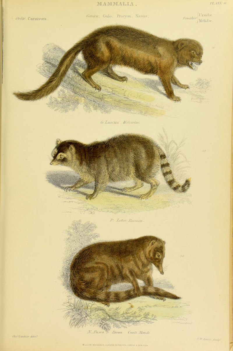 MA M31 ALIA nr. // ()rrfer. Carnivora . (rf/icni. GuJo. I Vocvoi l , Na.suii , I'iunt/lt'S iHul.fr. &. LusclLS . fto/vt'rinr. 17n / f. Li iih Isi rr ,/j 7in i 1 FT. Lntrn f'rn 7f>! P. Jj <>/( V; _/i> y !f >// r\ /v/.'W/ Brown ([ on// Mtunh  r