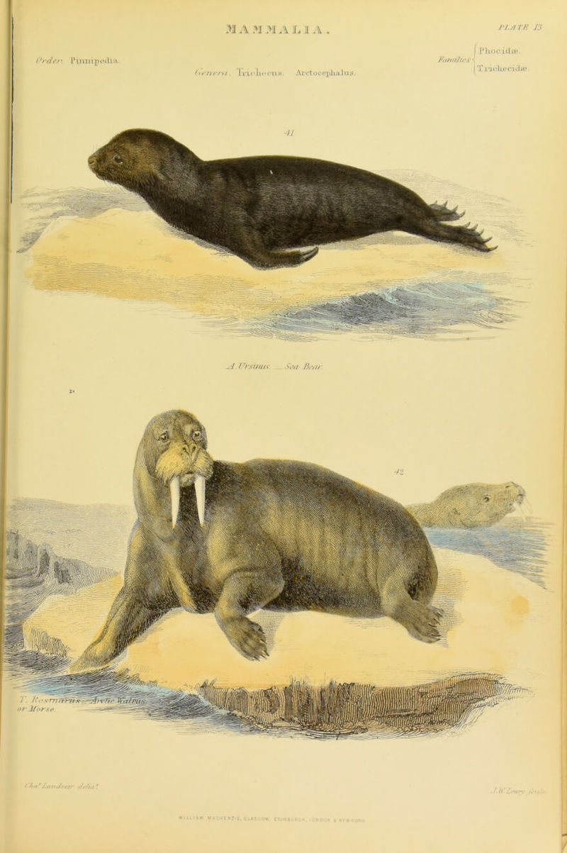 f ’ft as Z. nru7setr Zc/ifi. f .GLASGOW EDINBURGH.i Z/.U Zew'rx' /«-'•//. WILLIAM MACKENZIE, ONDr N NEW