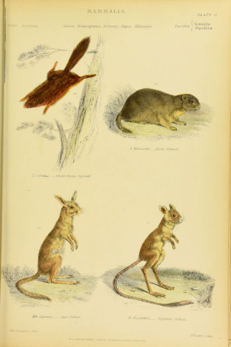 fldTE // Ci'ihr Rodfrilia ,'enera S citrropt eras. Arctomys, Dip as Helamys, ... \ Scimaflffi hu nines ,VJ ^ Uipodidae J -Sa/'r/nus. (irrntet' Flviruj J</mrneU. Mel. Cupensis tiipc Jerbea 7j ,-F.uyjiiuts Tui\/iti,in Jerboa (‘ha:/.,ota.tree. .Mat WILLIAM MACKENZIE. LASGOw EDINBURGH LONDON S NEW YORK JU.LoTrr-i ,\'rulft