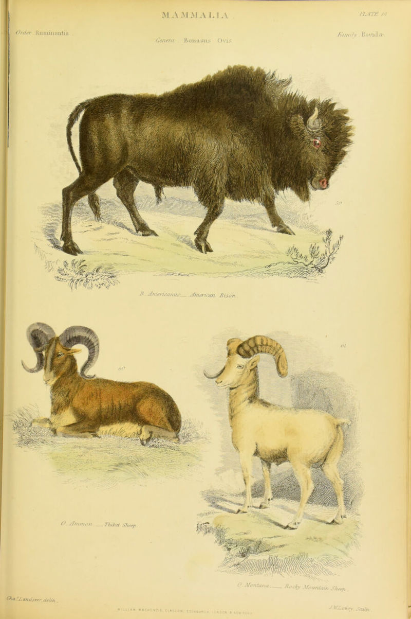 M A M M A Li A lJl.ATE £> -Anierieanus. dmen can Bison Order Ruiuiiiaulia Genera Bonn sirs Ovis fitnn/v Bond O.jlmnum. .Thibet SB Montana Rocky Mountain J Bha . /’ aruiserr. deiiti WILL JM'Lowry. Satin . K V V A ( NZlE. ow. EDlNBu-fi N DON T St\v