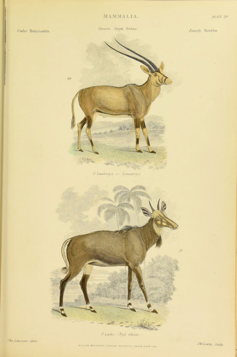 Order Emm rumtia Gcrier cl Orvx:. Pox-tax', Farnih B evieLse P /./ vrt/j — Xu L &ha/1 ha Jsorulseer. iM/'/t WILLIAM MACKENZIE. GLASGOW EDINBURGH. LONDON i NEW-YORK IMLowri/. Sculp.