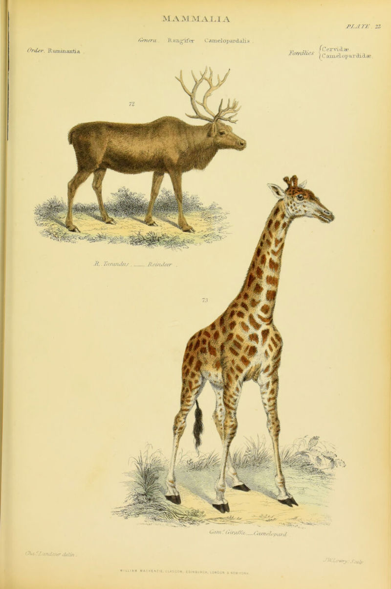 P.LATE. ZZ Order. Rumiriantia Genera. RfmHfpr Canieiopard ali.s . .7. /Cer’vid.ae at/ uht'S j q aanel op ar SicLee. (Out. 'dandseer delrn . • /lVLowry; Sculf/