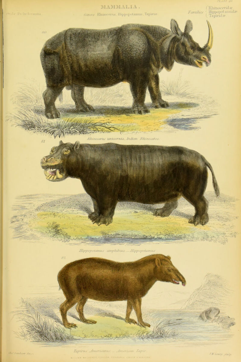 M.AMMAJL.J A I !'/ JJ.i !iv11< nunta (rfJttVii Rhinoceros. Hippopotamus. Tapiros. ri.sju _ (Himocerid-H' Fata Hit’s llippo]><>t a 11 lidEP ( Tapirddae. ffippopotamus caiiphibuts. Sippopotamzis Ola' l.onj.i,