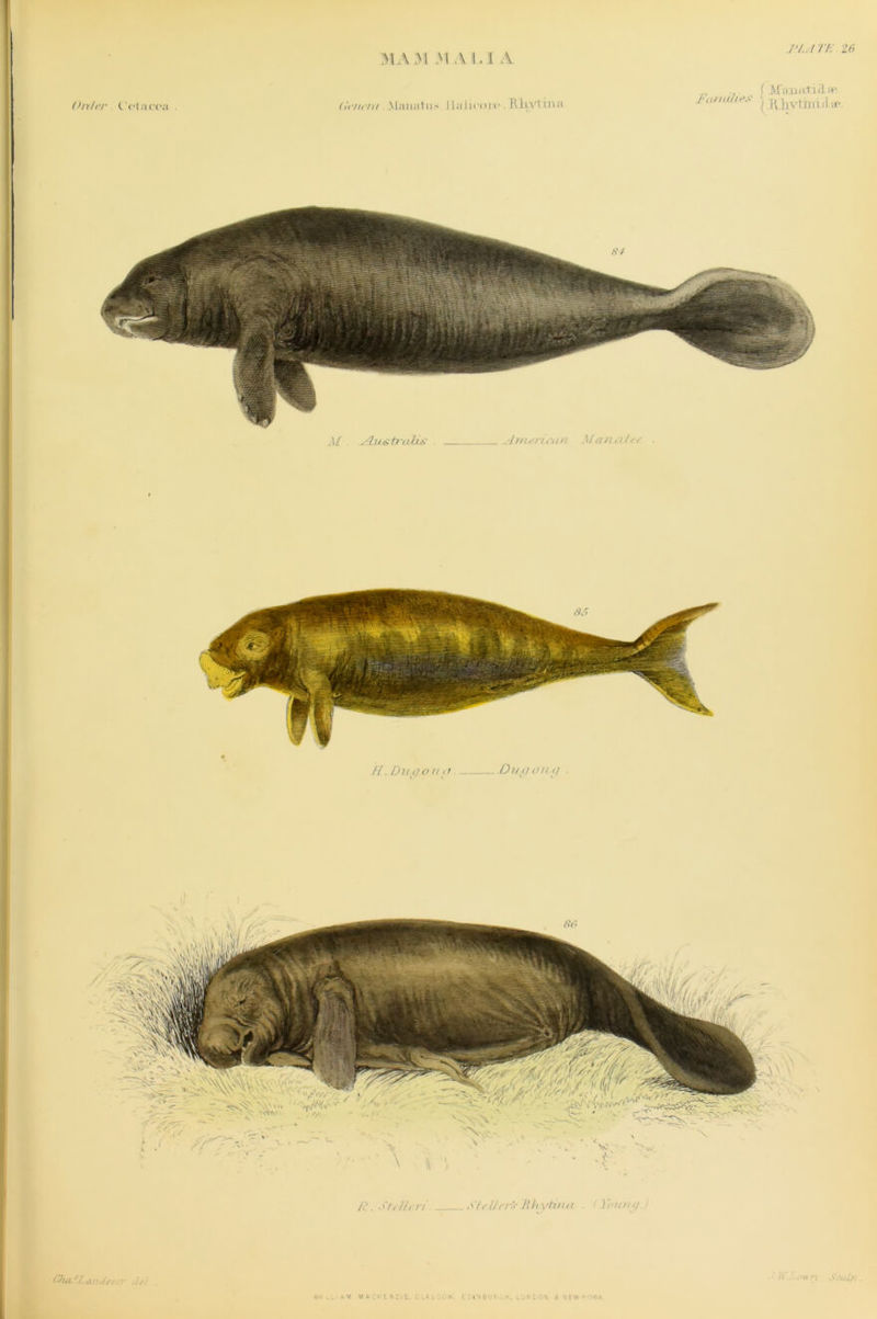 ma ;m s\ a i, i a /'/.//'/•. 26 (ht/rr Oiacca (ir/it'iti Manalii-. I la I icol'c .TUlvI ixm Families ( M’auai Hep {Tilavtinifl ■<? - w k.Duflonn Dug ong LJKLOK * NEW ARK