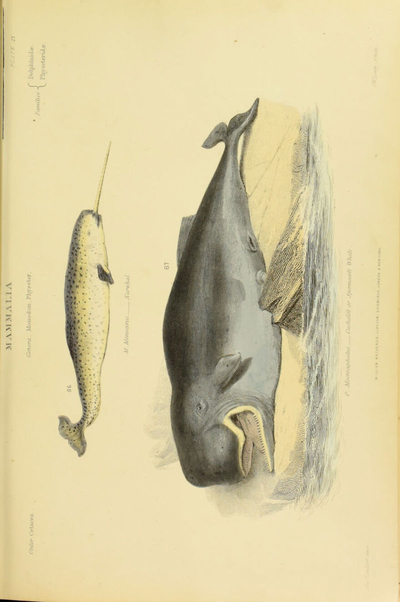 Order Cetacea . Genera. Mono don. Phvseter. # r Delpiiiucls /Families ■< l Piyseteriilas .\/<uror<•/duu/is. — (</<'//<//of or S/ierniiurfi llZ/a/e
