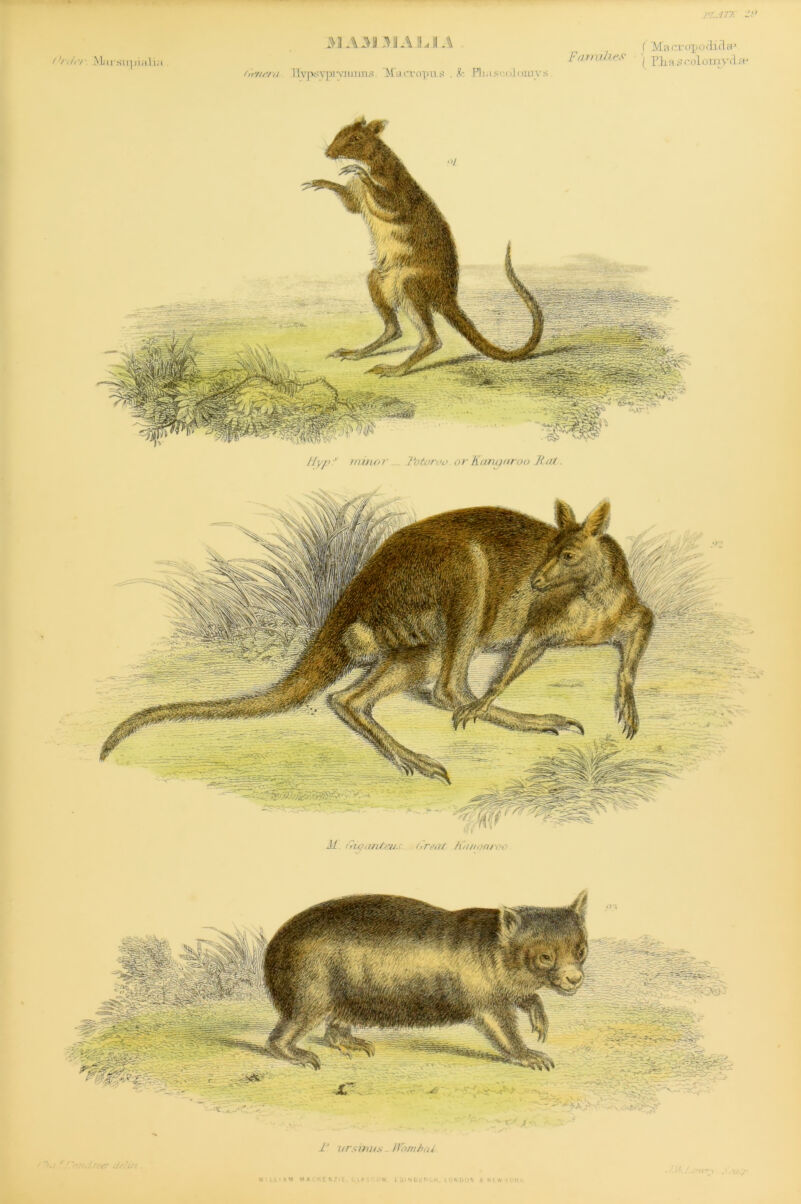 33 A33 31A LI A FT. ATE (btirr. .Mm\su piali;i ( Macrcrpoclifla' Families- riiasrolomyclae thfiera. Ilvpsvpi■vnm.us. Macropus . & Bmscalamys 1‘ i/rsinus - fVombai KEN7II. CLIV'O*. EDINBURGH, LONDON * Ntw