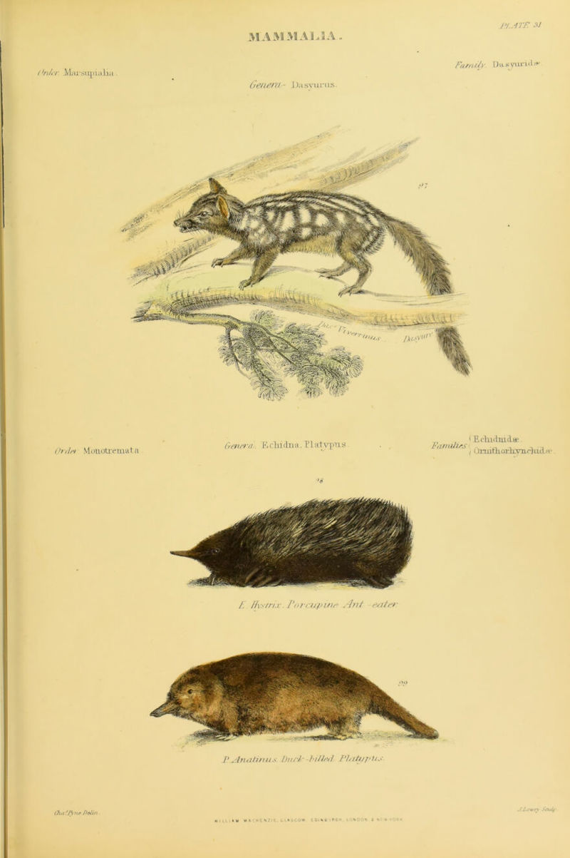 MAM MAIL DA P1..1TF -V Mai\sm>iaiui . Faff,dy. Da syurid GeilFtU- -Dasvurus. Or/If) Mouotremat a G-enera. E clii du a. T L at vpu a Families l E cTndmiae. / OrrrifV i orh-ym rln d h> >6 /; Ffwtrix. Porcupine Aid ruler P Arurtii)ue burl' hide/] Pl/ibljOis ChalJ\ne Delist «hl\iam MACKENZIE. GLASGOW. F.DjNB iRGh. LONDON A NEVf YORK JJ.owry Sculf'