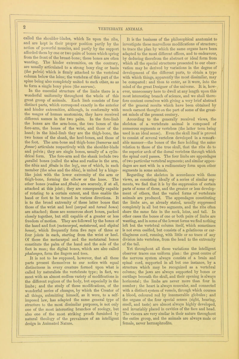 VERTEBRATE ANIMALS. called the shoulder-blades, which lie upon the ribs, and are kept in their proper position partly by the action of powerful muscles, and partly by the support afforded them by one or two pairs of bones which spring from the front ot the breast-bone; these bones are often wanting. The hinder extremities, on the contrary, are usually articulated to a strong bony ring or basin (the pelvis) which is firmly attached to the vertebral column below the loins; the vertebrae of this part of the spine being also completely united to each other, so as to form a single bony piece (the sacrum). In the essential structure of the limbs there is a wonderful uniformity throughout the whole of this great group of animals. Each limb consists of four distinct parts, which correspond exactly in the anterior and hinder extremities, although, in conformity with the usages of human anatomists, they have received different names in the two pairs. In the fore-limb the bones are the arm-bone, the two bones of the fore-arm, the bones of the wrist, and those of the hand; in the hind-limb they are the thigh-bone, the two bones of the shank, the heel-bones, and those of the foot. The arm-bone and thigh-bone (humerus and femur) articulate respectively with the shoulder-blade and pelvis; they are single bones, usually of a cylin- drical form. The fore-arm and the shank include two parallel bones (called the ulna and radius in the arm, the tibia and fibula in the leg), one of which, in each member (the ulna and the tibia), is united by a hinge- like joint with the lower extremity of the arm or thigh-bone, forming the elbow or the knee. The other bones (radius and fibida) are scarcely, if at all, attached at this joint; they are consequently capable of rotating to a certain extent, and thus enable the hand or foot to be turned in various directions. It is to the broad extremity of these latter bones that those of the wrist and heel (carpal and tarsal bones) are attached; these are numerous short bones, packed closely together, but still capable of a greater or less freedom of motion. They are followed by the bones of the hand and foot (metacarpal, metatarsal, and digital bones), which frequently form five rays of three or four joints in each, starting from the wrist or heel. Of these the metacarpal and the metatarsal bones constitute the palm of the hand and the sole of the foot in man; the digital bones, which are also called phalanges, form the fingers and toes. It is not to ba supposed, however, that all these parts present themselves to our notice with equal distinctness in every creature formed upon what is called by naturalists the vertebrate type; in fact, we meet with an almost endless variety of modifications in the different regions of the body, but especially in the limbs; and the study of these modifications, of the wonderful series of changes, by which the Creator of all things, submitting himself, as it were, to a self- imposed law, has adapted the same general type of structure to the most dissimilar purposes, is not only one of the most interesting branches of zoology, but also one of the most striking proofs furnished by natural theology of the prevalence of an intelligent design in Animated Nature. It is the business of the philosophical anatomist to investigate these marvellous modifications of structure; to trace the plan by which the same organs have been adapted to the most different offices, and to endeavour, by deducing therefrom the abstract or ideal form from which all the special structures presented to our obser- vation may be derived by variations in the degree of development of the different parts, to obtain a type with which things, apparently the most dissimilar, may be compared: and thus to enter, as it were, into the mind of the great Designer of the universe. It is, how- ever, unnecessary here to dwell at any length upon this most interesting branch of science, and we shall there- fore content ourselves with giving a very brief abstract of the general results which have been obtained by much earnest thought on the part of some of the great- est minds of the present century. According to the generally received views, the skeleton of a vertebrate animal is composed of numerous segments or vertebrae (the latter term being used in an ideal sense). Even the skull itself is proved to consist of several vertebrae developed in a remark- able manner—the bones of the face holding the same relation to those of the true skull, that the ribs do to the superior arch of the dorsal vertebrae through which the spinal cord passes. The four limbs are appendages of two particular vertebral segments; and similar appen- dages are met with in a rudimentary form upon other segments in some animals. Regarding the skeleton in accordance with these views, as consisting ideally of a series of similar seg- ments, we find that it is by the suppression of certain parts of some of these, and the greater or less develop- ment of others, that the varied forms of vertebrate animals are produced. The appendages constituting the limbs are, as already stated, usually suppressed completely in all but two segments, and the ribs often share the same fate in the neck, loins, and tail. In other cases the bones of one or both pairs of limbs are wanting, and in some of the lowest forms we find nothing left but the vertebral column itself, which sometimes is not even ossified, but consists of a gelatinous or car- tilaginous cord, running, with little or no trace of any division into vertebrae, from the head to the extremity of the tail. Yet throughout all these variations the intelligent observer traces one uniform plan: the great centre of the nervous system always consists of a brain and spinal cord, supported in all but one instance, by a structure which may be recognized as a vertebral column; the jaws are always supported by bones or cartilage beneath the skull, and their opening is always horizontal; the limbs are never more than four in number; the heart is always muscular, and connected with a distinct system of vessels, through which courses a blood, coloured red by innumerable globules; and the organs of the four special senses (sight, hearing, smell, and taste) are almost always highly developed, and invariably placed in cavities of the face and head. The viscera are very similar in their nature throughout the entire group, and the animals arc always male or female, never hermaphrodite.