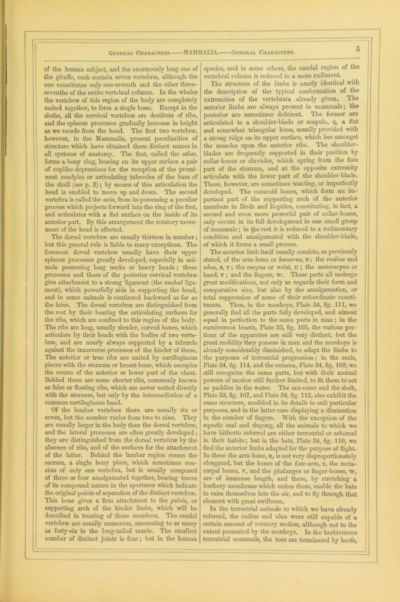 of the human subject, and the enormously long one of the giraffe, each contain seven vertebrae, although the one constitutes only one-seventh and the other three- sevenths of the entire vertebral column. In the whales the vertebrae of this region of the body are completely united together, to form a single bone. Except in the sloths, all the cervical vertebrae are destitute of ribs, and the spinous processes gradually increase in height as we recede from the head. The first two vertebrae, however, in the Mammalia, present peculiarities of structure which have obtained them distinct names in all systems of anatomy. The first, called the atlas, forms a bony ring, bearing on its upper surface a pair of cuplike depressions for the reception of the promi- nent condyles or articulating tubercles of the base of the skull (see p. 3); by means of this articulation the head is enabled to move up and down. The second vertebra is called the axis, from its possessing a peculiar process which projects forward into the ring of the first, and articulates with a flat surface on the inside of its anterior part. By this arrangement the rotatory move- ment of the head is effected. The dorsal vertebrae are usually thirteen in number; but this general rule is liable to many exceptions. The foremost dorsal vertebrae usually have their upper spinous processes greatly developed, especially in ani- mals possessing long necks or heavy heads ; these processes and those of the posterior cervical vertebrae give attachment to a strong ligament (the nuchal liga- ment), which powerfully aids in supporting the head, and in some animals is continued backward as far as the loins. The dorsal vertebrae are distinguished from the rest by their bearing the articulating surfaces for the ribs, which are confined to this region of the body. The ribs are long, usually slender, curved bones, which articulate by their heads with the bodies of two verte- brae, and are nearly always supported by a tubercle against the transverse processes of the hinder of these. The anterior or true ribs are united by cartilaginous pieces with the sternum or breast-bone, which occupies the centre of the anterior or lower part of the chest. Behind these are some shorter ribs, commonly known as false or floating ribs, which are never united directly with the sternum, but only by the intermediation of a common cartilaginous band. Of the lumbar vertebrae there are usually six or seven, but the number varies from two to nine. They are usually larger in the body than the dorsal vertebrae, and the lateral processes are often greatly developed ; they are distinguished from the dorsal vertebrae by the absence of ribs, and of the surfaces for the attachment of the latter. Behind the lumbar region comes the sacrum, a single bony piece, which sometimes con- sists of only one vertebra, but is usually composed of three or four amalgamated together, bearing traces of its compound nature in the apertures which indicate the original points of separation of the distinct vertebrae. This bone gives a firm attachment to the pelvis, or supporting arch of the hinder limbs, which will be described in treating of those members. The caudal vertebrae are usually numerous, amounting to as many as forty-six in the long-tailed manis. The smallest number of distinct joints is four; but in the human species, and in some others, the caudal region of the vertebral column is reduced to a mere rudiment. The structure of the limbs is nearly identical with the description of the typical conformation of the extremities of the vertebrata already given. The anterior limbs are always present in mammals; the posterior are sometimes deficient. The former are articulated to a shoulder-blade or scapula, Q, a flat and somewhat triangular bone, usually provided with a strong ridge on its upper surface, which lies amongst the muscles upon the anterior ribs. The shoulder- blades are frequently supported in their position by collar-bones or clavicles, which spring from the fore part of the sternum, and at the opposite extremity articulate with the lower part of the shoulder-blade. These, however, are sometimes wanting, or imperfectly developed. The coracoid bones, which form an im- portant part of the supporting arch of the anterior members in Birds and Keptilcs, constituting, in fact, a second and even more powerful pair of collar-bones, only occurs in its full development in one small group of mammals ; in the rest it is reduced to a rudimentary condition and amalgamated with the shoulder-blade, of which it forms a small process. The anterior limb itself usually consists, as previously stated, of the arm-bone or humerus, R; the radius and idna, s, T; the carpus or wrist, u ; the metacarpus or hand, v ; and the fingers, \v. These parts all undergo great modifications, not only as regards their form and comparative size, but also by the amalgamation, or total suppression of some of their subordinate consti- tuents. Thus, in the monkeys, Plate 34, fig. Ill, we generally find all the parts fully developed, and almost equal in perfection to the same parts in man ; in the carnivorous beasts, Plate 33, fig. 105, the various por- tions of the apparatus are still very distinct, but the great mobility they possess in man and the monkeys is already considerably diminisbed, to adapt the limbs to the purposes of terrestrial progression ; in the seals, Plate 34, fig. 114, and the cetacea, Plate 34, fig. 109, we still recognize the same parts, but with their mutual powers of motion still further limited, to fit them to act as paddles in the water. The ant-eater and the sloth, Plate 33, fig. 107, and Plate 34, fig. 112, also exhibit the same structure, modified in its details to suit particular purposes, and in the latter case displaying a diminution in the number of fingers. With the exception of the aquatic seal and dugong, all the animals to which we have hitherto referred are either terrestrial or arboreal in their habits; but in the bats, Plate 34, fig. 110, we find the anterior limbs adapted for the purpose of flight. In these the arm-bone, R, is not very disproportionately elongated, but the bones of the fore-arm, s, the meta- carpal bones, v, and the phalanges or finger-bones, w, are of immense length, and these, by stretching a leathery membrane which unites them, enable the bats to raise themselves into the air, and to fly through that element with great swiftness. In the terrestrial animals to which we have already referred, the radius and ulna were still capable of a certain amount of rotatory motion, although not to the extent presented by the monkeys. In the herbivorous terrestrial mammals, the toes are terminated by hoofs,