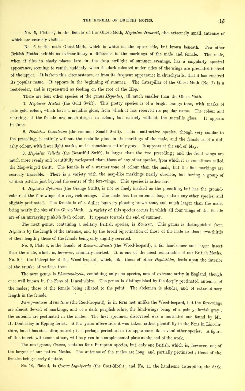 No. 5, Plato 4, is the female of the Ghost-Moth, Hepialus Humuli, the extremely small antennse of which are scarcely visible. No. 6 is the male Ghost-Motli, which is white on the upper side, but brown beneath. Few other British Moths exhibit so extraordinary a difference in the markings of the male and female. The male, when it flies in shady places late in the deep twilight of summer evenings, has a singularly spectral appearance, seeming to vanish suddenly, when the dark-coloured under sides of the wings are presented instead of the upper. It is from this circumstance, or from its frequent appearance in churchyards, that it has received its popular name. It appears in the beginning of summer. The Caterpillar of the Ghost-Moth (No. 7) is a root-feeder, and is represented as feeding on the root of the Hop. There are four other species of the genus Hepialus, all much smaller than the Ghost-Moth. 1. Hepialus Hectus (the Gold Swift). This pretty species is of a bright orange tone, with marks of pale gold colour, which have a metallic gloss, from which it has received its popular name. The colour and markings of the female are much deeper in colour, but entirely without the metallic gloss. It appears in June. 2. Hepialus Lupulinus (the common Small Swift). This unattractive species, though veiy similar to the preceding, is entirely without the metallic gloss in its markings of the male, and the female is of a dull ashy colour, with fewer light marks, and is sometimes entirely gray. It appears at the end of May. 3. Hepialus Vellecla (the Beautiful Swift), is larger than the two preceding; and the front wings are much more evenly and beautifully variegated than those of any other species, from which it is sometimes called the Map-winged Swift. The female is of a warmer tone of colour than the male, but the fine markings are scarcely traceable. There is a variety with the map-like markings nearly obsolete, but having a group of whitish patches just beyond the centre of the fore-wings. This species is rather rare. 4. Hepialus Sylvinus (the Orange Swift), is not so finely marked as the preceding, but has the ground- colour of the fore-wings of a very rich orange. The male has the antennas longer than any other species, and slightly pectinated. The female is of a duller but very pleasing brown tone, and much larger than the male, being nearly the size of the Ghost-Moth. A variety of this species occurs in which all four wings of the female are of an unvarying pinkish flesh colour. It appears towards the end of summer. The next genus, containing a solitary British species, is Zeuzera. This genus is distinguished from Hepialus by the length of the antennae, and by the broad bipectination of those of the male to about two-thirds of their length ; those of the female being only slightly serrated. No. 8, Plate 4, is the female of Zeuzera JSsculi (the Wood-leopard), a far handsomer and larger insect than the male, which is, however, similarly marked. It is one of the most remarkable of our British Moths. No. 9 is the Caterpillar of the Wood-leopard, which, like those of other Hepialidce, feeds upon the interior of the trunks of various trees. The next genus is Phragmatcecia, containing only one species, now of extreme rarity in England, though once well known in the Fens of Lincolnshire. The genus is distinguished by the deeply pectinated antennse of the males; those of the female being ciliated to the point. The abdomen is slender, and of extraordinary length in the female. Phragmatcecia Arundinis (the Reed-leopard), is in form not unlike the Wood-leopard, but the fore-wings are almost devoid of markings, and of a dark purplish ochre, the hind-wings being of a pale yellowish gray ; the antennae are pectinated in the males. The first specimen discovered was a mutilated one found by Mr. H. Doubleday in Epping forest. A few years afterwards it was taken rather plentifully in the Fens in Lincoln- shire, but it has since disappeared ; it is perhaps periodical in its appearance like several other species. A figure of this insect, with some others, will bo given in a supplemental idate at the end of the work. The next genus, Cossus, contains four European species, but only one British, which is, however, one of the largest of our native Moths. The antennse of the males are long, and partially pectinated ; those of the females being merely dentate.