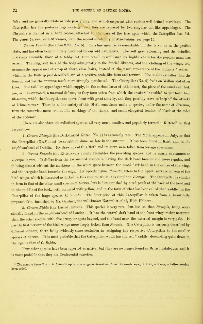 99 tidi; and are generally white or pale pearly gray, and semi-transparent with various well-defined markings. The Caterpillar has the posterior legs wanting1* and they are replaced by two singular tail-like appendages. The Chrysalis is formed in a hard cocoon, attached to the bark of the tree upon which the Caterpillar has fed. The genus Centra, with Staitropus, form the second sub-family of Notodontidce, see page 16. Centra Vinula (the Puss-Moth, No. 5). This fine insect is as remarkable in the larva, as in the perfect state, and has often been minutely described by our old naturalists. The soft gray colouring and the brindled markings resemble those of a tabby cat, from which resemblance its highly characteristic popular name has arisen. The long, soft hair of the body adds greatly to the fancied likeness, and the clothing of the wings, too, assumes the appearance of a nap of short, close hairs, instead of the usual appearance of the ordinary “scales,” which in the Buff-tip just described are of a positive scale-like form and texture. The male is smaller than the female, and has the antennae much more strongly pectinated. The Caterpillar (No. 6) feeds on Willow and other trees. The tail-like appendages which supply, in the curious larva of this insect, the place of the usual anal feet, are, as it is supposed, a means of defence, as they form tubes from which the creature is enabled to put forth long filaments, which the Caterpillar can move about with great activity, and they possibly serve to keep off the attacks of Ichneumons. * There is a fine variety of this Moth sometimes made a species, under the name of Enninia, from the somewhat more ermine-like markings of the thorax, and small elongated touches of black at the sides of the abdomen. There are also three other distinct species, all very much smaller, and popularly termed “ Kittens” on that account : — 1. Centra Bicuspis (the Dark-barred Kitten, No. 7) is extremely rare. The Moth appears in July, so that the Caterpillar (No. 8) must be sought in June, or late in the autumn. It has been found in Kent, and in the neighbourhood of Dublin. My drawings of this Moth and its larva were taken from foreign specimens. 2. Centra Furcula (the Kitten) very closely resembles the preceding species, and is nearly as common as Bicuspis is rare. It differs from the last-named species in having the dark band broader and more regular, and in being almost without the markings in the white space between the broad dark band in the centre of the wing, and the irregular band towards the edge. Its [specific name, Furcula, refers to the upper nervure or vein of the hind-wings, which is described as forked in this species, while it is simple in Bicuspis. The Caterpillar is similar in form to that of the other small species of Centra, but is distinguished by a red patch at the back of the head and in the middle of the back, both bordered with yellow, and in the form of what has been called the “saddle” in the Caterpillar of the large species, C. Vinula. The description of this Caterpillar is taken from a beautifully prepared skin, furnished by Mr. Gardner, the well-known Naturalist of 51, High Holborn. 3. Cerura Bifida (the Barred Kitten). This species is very rare, but less so than Bicitspis, being occa- sionally found in the neighbourhood of London. It has the central dark band of the front-wings rather narrower than the other species, with five irregular spots beyond, and the band near the external margin is very pale. It has the first nervure of the hind-wings more deeply forked than Furcula. The Caterpillar is variously described by different authors, there being evidently some confusion in assigning the respective Caterpillars to the smaller species of Centra. It is most probable that the Caterpillar, which has the red “saddle” descending quite down to the legs, is that of C. Bifida. Four other species have been reported as native, but they are no longer found in British catalogues, and it is most probable that they are Continental varieties. * The generic term Centra is founded upon this singular formation, from the words a horn, and evjar, a tail—meaning horn-tailed.