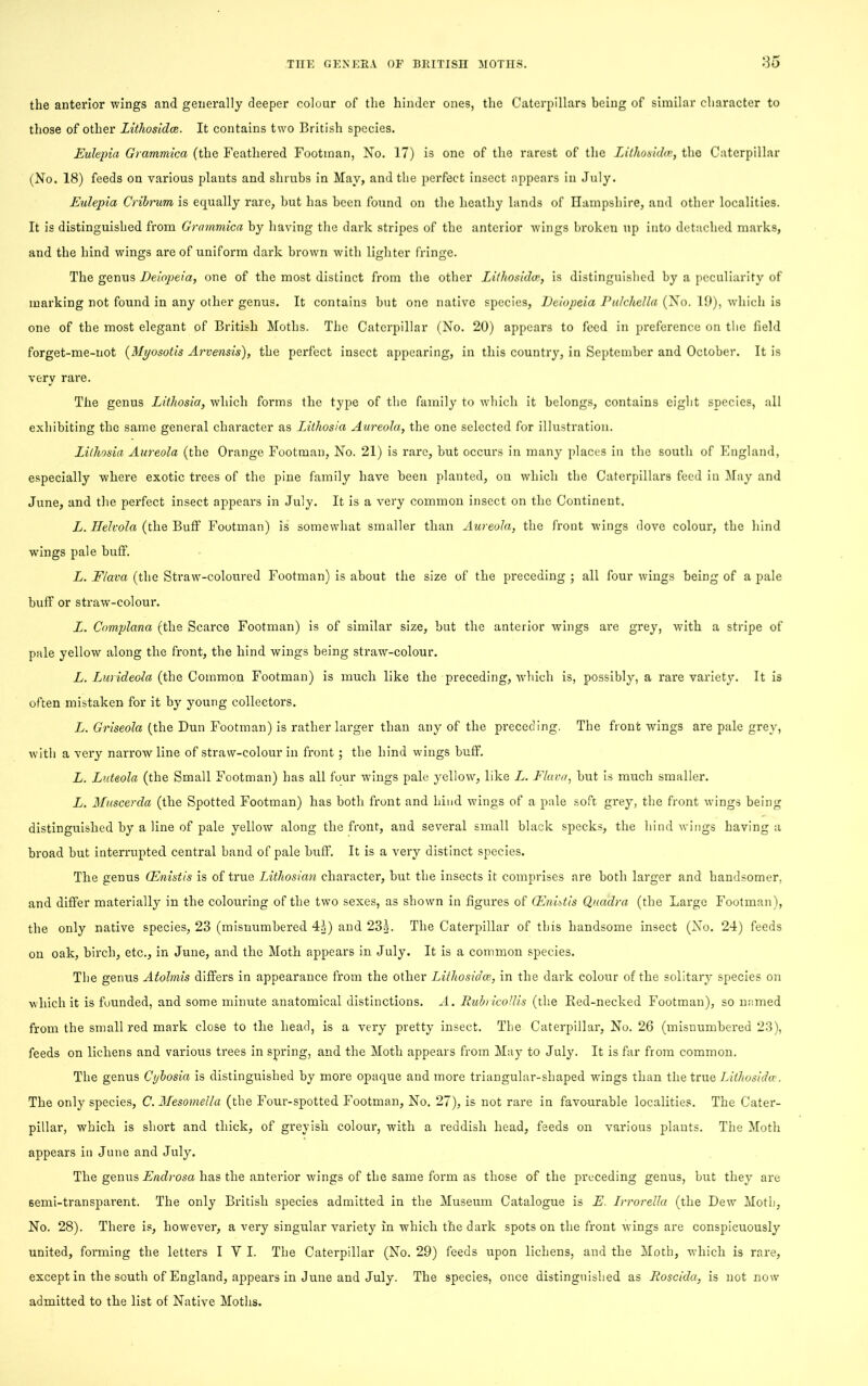 85 the anterior wings and generally deeper colour of the hinder ones, the Caterpillars being of similar character to those of other Lithosidce. It contains two British species. Eulepia Grammica (the Feathered Footman, No. 17) is one of the rarest of the Iithosid.ee, the Caterpillar (No. 18) feeds on various plants and shrubs in May, and the perfect insect appears in July. Eulepia Cribrum is equally rare, but has been found on the heathy lands of Hampshire, and other localities. It is distinguished from Grammica by having the dark stripes of the anterior wings broken up into detached marks, and the hind wings are of uniform dark brown with lighter fringe. The genus Deiopeia, one of the most distinct from the other Lithosidce, is distinguished by a peculiarity of marking not found in any other genus. It contains but one native species, Ueiopeia Pulchella (No. 19), which is one of the most elegant of British Moths. The Caterpillar (No. 20) appeal's to feed in preference on the field forget-me-not (Myosotis Arvensis), the perfect insect appearing, in this country, in September and October. It is very rare. The genus Lithosia, which forms the type of the family to which it belongs, contains eight species, all exhibiting the same general character as Lithosia Aureola, the one selected for illustration. Lithosia Aureola (the Orange Footman, No. 21) is rare, but occurs in many places in the south of England, especially where exotic trees of the pine family have been planted, on which the Caterpillars feed in May and June, and the perfect insect appears in July. It is a very common insect on the Continent. L. Ilelvola (the Buff Footman) is somewhat smaller than Aureola, the front wings dove colour, the hind wings pale buff. L. Flava (the Straw-coloured Footman) is about the size of the preceding ; all four wings being of a pale buff or straw-colour. L. Complana (the Scarce Footman) is of similar size, but the anterior wings are grey, with a stripe of pale yellow along the front, the hind wings being straw-colour. L. Lurideola (the Common Footman) is much like the preceding, which is, possibly, a rare variety. It is often mistaken for it by young collectors. L. Griseola (the Dun Footman) is rather larger than any of the preceding. The front wings are pale grey, with a very narrow line of straw-colour in front; the hind wings buff. L. Luteola (the Small Footman) has all four wings pale yellow, like L. Flava, but is much smaller. L. Muscerda (the Spotted Footman) has both front and hind wings of a pale soft grey, the front wings being distinguished by a line of pale yellow along the front, and several small black specks, the hind wings having a broad but interrupted central band of pale buff. It is a very distinct species. The genus Gdnistis is of true Lithosian character, but the insects it comprises are both larger and handsomer, and differ materially in the colouring of the two sexes, as shown in figures of (Enistis Quadra (the Large Footman), the only native species, 23 (misnumbered 4^) and 23L The Caterpillar of this handsome insect (No. 24) feeds on oak, birch, etc., in June, and the Moth appears in July. It is a common species. The genus Atolmis differs in appearance from the other Lithosidce, in the dark colour of the solitary species on which it is fuunded, and some minute anatomical distinctions. A. Rubricollis (the Red-necked Footman), so named from the small red mark close to the head, is a very pretty insect. The Caterpillar, No. 26 (misnumbered 23), feeds on lichens and various trees in spring, and the Moth appears from May to July. It is far from common. The genus Ct/bosia is distinguished by more opaque and more triangular-shaped wings than the true Lithosida:-. The only species, C. Mesomelia (the Four-spotted Footman, No. 27), is not rare in favourable localities. The Cater- pillar, which is short and thick, of greyish colour, with a reddish head, feeds on various plants. The Moth appears in June and July. The genus Endrosa has the anterior wings of the same form as those of the preceding genus, but they are semi-transparent. The only British species admitted in the Museum Catalogue is E. Irrorella (the Dew Moth, No. 28). There is, however, a very singular variety in which the dark spots on the front wings are conspicuously united, forming the letters I Y I. The Caterpillar (No. 29) feeds upon lichens, and the Moth, which is rare, except in the south of England, appears in June and July. The species, once distinguished as Roscida, is not now admitted to the list of Native Moths.