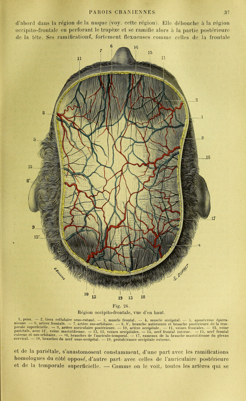 d’abord dans la région delà nuque (voy. cette région). Elle débouche à la région occipito-frontale en perforant le trapèze et se ramifie alors à la partie postérieure de la tête. Ses ramificationfortement flexueuses comme celles de la frontale Fig. 26. Région occipito-frontale, vue d’en haut. 1, peau. — 2, tissu cellulaire sous-cutané. — 3, muscle frontal. — 4, muscle occipital. — 5, aponévrose épicra- nienne 6, artère frontale. — 7, artère sus-orbitaire. —* 8, 8’, branche antérieure et branche postérieure de la tem- porale superficielle. — 9, artère auriculaire postérieure. — 10, artère occipitale. — 11, veines frontales. — 12, veine pariétale, avec 12’, veine mastoïdienne. — 13, 13, veines occipitales. — 14, nerf frontal interne. — 15, nerf frontal externe et sus-orbitaire. — 16, branches de l’auriculo-temporal. — 17, rameaux de la branche mastoïdienne du plexus cervical. 18, branches du nerf sous-occipital. — 19, protubérance occipitale externe. et de la pariétale, s’anastomosent constamment, d’une part avec les ramifications homologues du côté opposé, d’autre part avec celles de l’auriculaire postérieure et de la temporale superficielle. — Gomme on le voit, toutes les artères qui se