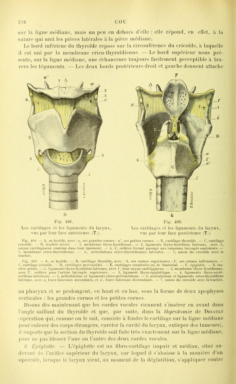 sur la ligne médiane, mais un peu en dehors d’elle : elle répond, en effet, à la suture qui unit les pièces latérales à la pièce médiane. Le bord inférieur du thyroïde repose sur la circonférence du cricoïde, à laquelle il est uni par la membrane crico-thyroïdienne. — Le bord supérieur nous pré- sente, sur la ligne médiane, une échancrure toujours facilement perceptible à tra- vers les téguments. — Les deux bords postérieurs droit et gauche donnent attache Fig. 408. — A, os hyoïde, avec : a, ses grandes cornes ; a\ ses petites cornes. — B, cartilage thyroïde. — C, cartilage cricoïde. — D, trachée-artère. — 1, membrane thyro-hyoïdienne. — 2, ligaments thyro-hyoïdiens latéraux, avec 3, noyau cartilagineux contenu dans leur épaisseur. — 4, 4’, orifices livrant passage aux vaisseaux laryngés supérieurs. — fi, membrane crico-thyroïdienne. — 6, articulations crico-thyroïdiennes latérales. — 7, union du cricoïde avec la trachée. Fig. 409. —A, os hyoïde. — B, cartilage thyroïde, avec : b, ses cornes supérieures; b\ ses cornes inférieures. — C, cartilage cricoïde. — D, cartilages aryténoïdes. — E. cartilages corniculés ou de Santorini. — F, épiglotte. — G, tra- chée-artère. — 1, ligaments thvro-hyoïdiens latéraux, avec 1’, leur noyau cartilaginenx. — 2, membrane thyro-hvoïdienne, avec 2’, orifices pour l’artère laryngée supérieure. — 3, ligament thyro-épiglottique. — 4, ligaments thyro-aryté- noïdiens inférieurs. — 5, articulations et ligaments ci’ico-aryténoïdiens.— 6, articulations et ligaments crico-thyroïdiens latéraux, avec a, leurs faisceaux ascendants, et a’, leurs faisceaux descendants. — 7, union du cricoïde avec la ti’achée. au pharynx et se prolongent, en haut et en bas, sous la forme de deux apophyses verticales : les grandes cornes et les petites cornes. Disons dès maintenant que les cordes vocales viennent s’insérer en avant dans l’angle saillant du thyroïde et que, par suite, dans la thyrotomie de Desault (opération qui, comme on le sait, consiste à fendre le cartilage sur la ligne médiane pour enlever des corps étrangers, cureter la cavité du larynx, extirper des tumeurs), il importe que la section du thyroïde soit faite très exactement sur la ligne médiane, pour ne pas blesser l’une ou l’autre des deux cordes vocales. d. Épiglotte. — L’épiglotte est un fibro-cartilage impair et médian, situé au- devant de l’orifice supérieur du larynx, sur lequel il s’abaisse à la manière d’un opercule, lorsque le larynx vient, au moment de la déglutition, s’appliquer contre