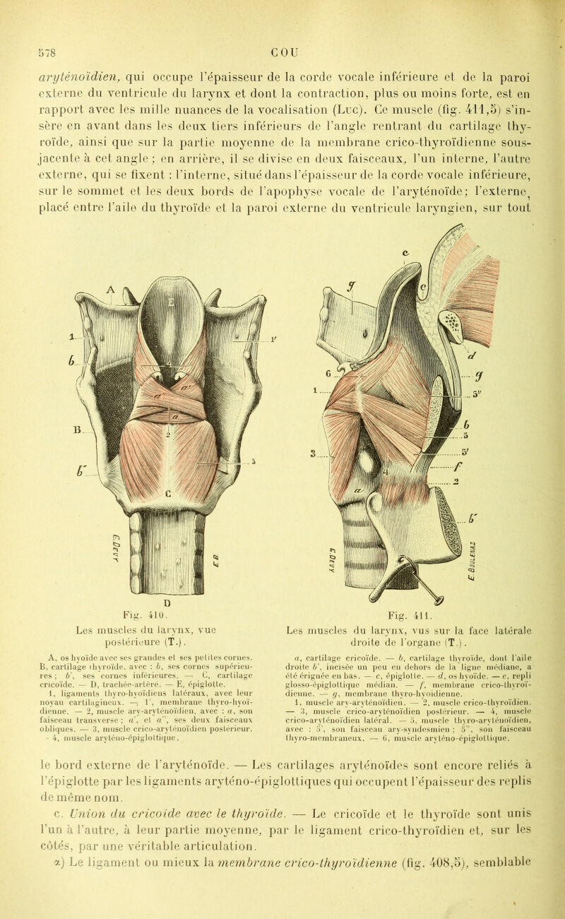 arytènoïdien, qui occupe l’épaisseur de la corde vocale inférieure et de la paroi externe du ventricule du larynx et dont la contraction, plus ou moins forte, est en rapport avec les mille nuances de la vocalisation (Luc). Ce muscle (fig. 411,5) s’in- sère en avant dans les deux tiers inférieurs de l’angle rentrant du cartilage thy- roïde, ainsi que sur la partie moyenne de la membrane crico-thyroïdienne sous- jacente à cet angle ; en arrière, il se divise en deux faisceaux, l’un interne, l’autre externe, qui se fixent : l’interne, situé dans l’épaisseur de la corde vocale inférieure, sur le sommet et les deux bords de l’apophyse vocale de l’aryténoïde; l’externe^ placé entre l’aile du thyroïde et la paroi externe du ventricule laryngien, sur tout D Fig. 410. Les muscles du larynx, vue postérieure (T.). A, os hyoïde avec ses grandes et ses petites cornes. B, cartilage ihyroïde, avec : b, ses cornes supérieu- res ; b\ ses cornes inférieures. — C, cartilage cricoïde. — D, trachée-artèrë. — E, épiglotte. 1, ligaments thyro-hyoïdiens latéraux, avec leur noyau cartilagineux. — 1’, membrane thyro-hyoï- dienne. — 2, muscle ary-aryténoïdien, avec : a, son faisceau transverse ; a’, et a, ses deux faisceaux obliques. — 3, muscle crico-aryténoïdien postérieur. - 4, muscle aryténo-épiglottique. Fig. 411. Les muscles du larynx, vus sur la face latérale droite de l’organe (T.). a, cartilage cricoïde. — b, cartilage thyroïde, dont l’aile droite b\ incisée un peu en dehors de la ligne médiane, a élé érignée en bas. — c, épiglotte. — d, os hyoïde. — e, repli glosso-épiglottique médian. — f, membrane crico-thyroï- dienne. — 9, membrane thyro-hyoïdienne. 1, muscle ary-aryténoïdien. — 2, muscle crico-thyroïdien. — 3, muscle crico-aryténoïdien postérieur. — 4, muscle crico-aryténoïdien latéral. — 5, muscle thyro-aryténoïdien, avec : o’, son faisceau ary-syndesmien ; 5”, son faisceau thyro-membraneux. — 6, muscle aryténo-épiglottique. le bord externe de l’aryténoïde. — Les cartilages aryténoïdes sont encore reliés à l’épiglotte par les ligaments aryténo-épiglottiques qui occupent l’épaisseur des replis de même nom. c. Union du cricoïde avec le thyroïde. — Le cricoïde et le thyroïde sont unis l’un à l’autre, à leur partie moyenne, par le ligament crico-thyroïdien et, sur les côtés, par une véritable articulation. a) Le ligament ou mieux la membrane crico-thyroïdienne (fig. 408,5), semblable