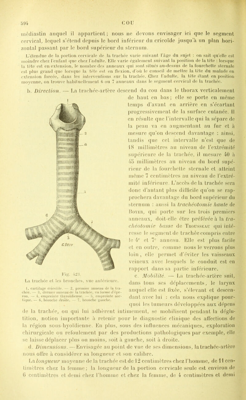 médiastin auquel il appartient ; nous ne devons envisager ici que le segment cervical, lequel s’étend depuis le bord inférieur du cricoïde jusqu’à un plan hori- zontal passant par le bord supérieur du sternum. L'étendue de la portion cervicale de la trachée varie suivant l’âge du sujet : on sait quelle est moindre chez l’enfant que chez l'adulte. Elle varie également suivant la position de la tête : lorsque la tête est en extension, le nombre des anneaux qui sont situés au-dessus de la fourchette sternale est plus grand que lorsque la tête est en flexion, d’où le conseil de mettre la tête du malade en extension forcée, dans les interventions sur. la trachée. Chez l'adulte, la tête étant en position moyenne, on trouve habituellement 6 ou 7 anneaux dans le segment cervical de la trachée. b. Direction. — La trachée-artère descend du cou dans le thorax verticalement de haut en bas ; elle se porte en même temps d’avant en arrière en s’écartant progressivement de la surface cutanée. Il en résulte que l’intervalle qui la sépare de la peau va en augmentant au fur et à mesure qu’on descend davantage : ainsi, tandis que cet intervalle n’est que de 18 millimètres au niveau de l’extrémité supérieure de la trachée, il mesure 40 à 45 millimètres au niveau du bord supé- rieur de la fourchette sternale et atteint même 7 centimètres au niveau de l’extré- mité inférieure. L’accès delà trachée sera donc d’autant plus difficile qu’on se rap- prochera davantage du bord supérieur du sternum : aussi la trachéotomie hante de Boyer, qui porte sur les trois premiers anneaux, doit-elle être préférée à la tra- chéotomie basse de Trousseau qui inté- resse le segment de trachée compris entre le 4e et 7e anneau. Elle est plus facile et en outre, comme nous le verrons plus loin, elle permet d’éviter les vaisseaux veineux avec lesquels le conduit est en rapport dans sa partie inférieure. c. Mobilité. — La trachée-artère suit, dans tous ses déplacements, le larynx auquel elle est fixée, s’élevant et descen- dant avec lui : cela nous explique pour- quoi les tumeurs développées aux dépens de la trachée, ou qui lui adhèrent intimement, se mobilisent pendant la déglu- tition, notion importante à retenir pour le diagnostic clinique des affections de la région sous-hyoïdienne. En plus, sous des influences mécaniques, exploration chirurgicale ou refoulement par des productions pathologiques par exemple, elle se laisse déplacer plus ou moins, soit à gauche, soit à droite. d. Dimensions.—Envisagée au point de vue de ses dimensions, la trachée-artère nous offre à considérer sa longueur et son calibre. La longueur moyenne de la trachée est de 12 centimètres chez l’homme, de 11 cen- timètres chez la femme ; la longueur de la portion cervicale seule est environ de 6 centimètres et demi chez l’homme et chez la femme, de 4 centimètres et demi i La trachée et les bronches, vue antérieure. 1, cartilage cricoïde. — 2, premier anneau de la tra- chée. — 3, dernier anneau de la trachée, eu forme d'épe- ron. — 4, empreinte thyroïdienne. — 5, empreinte aor- tique. — G, bronche droite. — 7, bronche gauche.