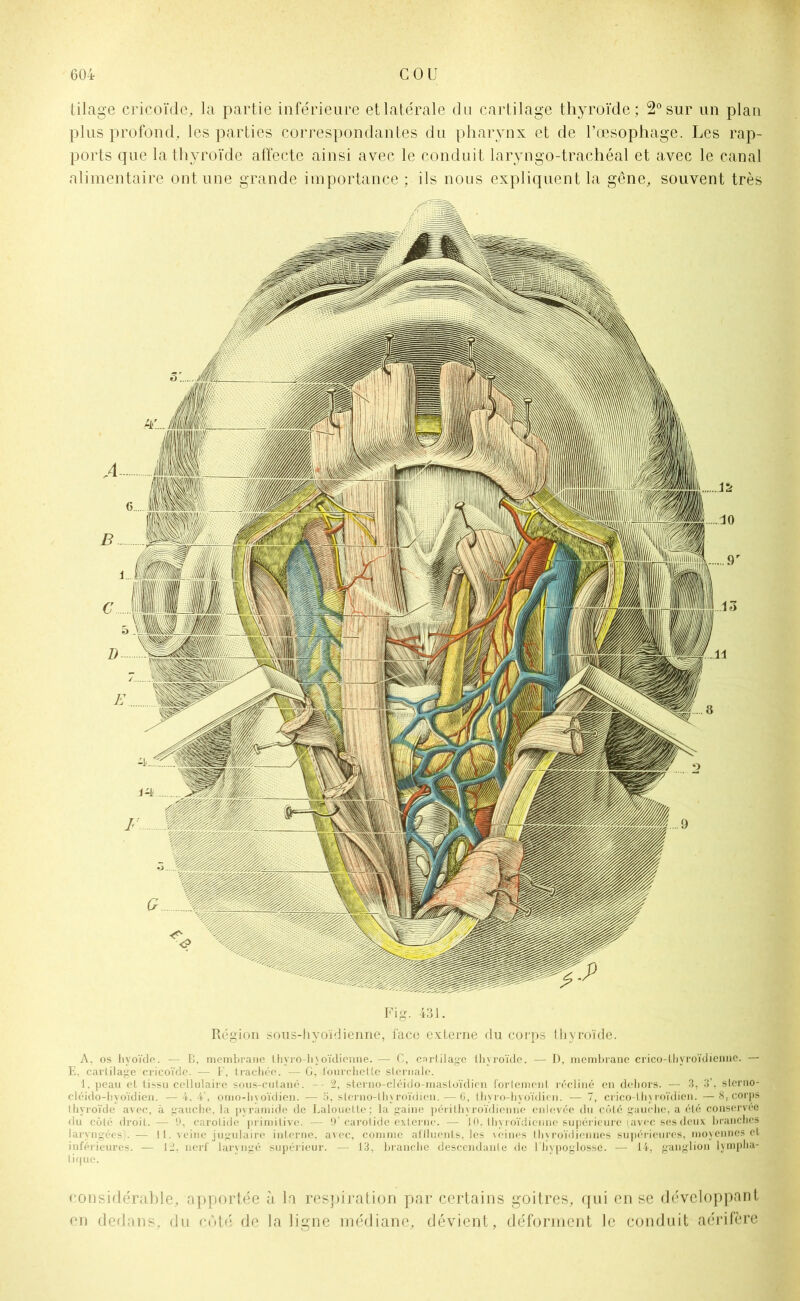 tilage cricoï&é, la partie inférieure et latérale du cartilage thyroïde; 2° sur un plan plus profond, les parties correspondantes du pharynx et de l’œsophage. Les rap- ports que la thyroïde affecte ainsi avec le conduit laryngo-trachéal et avec le canal alimentaire ont une grande importance : ils nous expliquent la gêne, souvent très Fig. 431. Région sous-hyoïdienne, face externe du corps thyroïde. A. os hyoïde. — B, membrane Ihvro-hjoïdienne. — C, cartilage thyroïde. — D, membrane crico-lhyroïdicnnc. — E, cartilage cricoïde. — F, trachée. — G, fourchette sternale. 1. peau et tissu cellulaire sous-cutané. - 2, sterno-cléido-mastoïdien fortement récliné en dehors. — 3, 3’, sterno- cléido-hyoïdien. — 4. 4 , omo-hvoïdien. — 5, slerno-lhyroïdien. — 0, thyro-hyoïdien. — 7, crico-thyroïdien. — 8, corps thyroïde avec, à gauche, la pyramide de Lalouette; la gaine périthyroïdienne enlevée du côté gauche, a été conservée du côté droit. — 9, carotide primitive. — 9’ carotide externe. — JO. thyroïdienne supérieure lavée ses deux branches laryngées . — II. veine jugulaire interne, avec, comme affluents, les \eines thyroïdiennes supérieures, moyennes et inférieures. — J 2, nerf laryngé supérieur. — 13, brandie descendante de 1 hypoglosse. — 14, ganglion lympha- tique. considérable, apportée à la respiration par certains goitres, qui en se développant en dedans, du côté de la ligne médiane, dévient, déforment le conduit aérifère