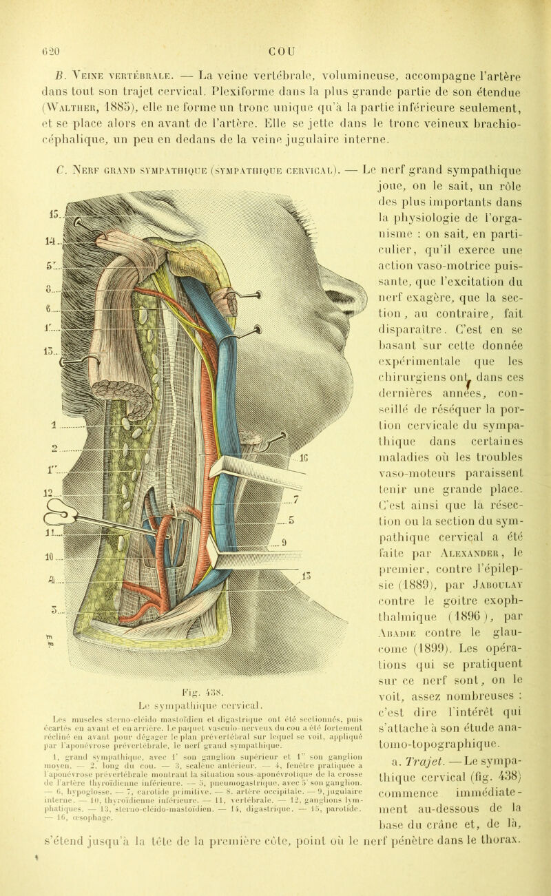 B. Veine vertébrale. — La veine vertébrale, volumineuse, accompagne l’artère dans tout son trajet cervical. Plexiforme dans la plus grande partie de son étendue (Walther, 1885), elle ne forme un tronc unique qu’à la partie inférieure seulement, et se place alors en avant de l’artère. Elle se jette dans le tronc veineux brachio- céphalique, un peu en dedans de la veine jugulaire interne. C. Nerf grand sympathique (sympathique cervical). — Le nerf grand sympathique joue, on le sait, un rôle des plus importants dans la physiologie de l’orga- nisme : on sait, en parti- culier, qu’il exerce une action vaso-motrice puis- sante, que l’excitation du nerf exagère, que la sec- tion , au contraire, fait disparaître. C’est en se basant sur cette donnée expérimentale que les chirurgiens ont^, dans ces dernières années, con- seillé de réséquer la por- tion cervicale du sympa- thique dans certaines maladies où les troubles vaso-moteurs paraissent tenir une grande place. C’est ainsi que la résec- tion ou la section du sym- pathique cervical a été faite par Alexander, le premier, contre l’épilep- sie (1889), par Jaboulay contre le goitre exoph- thalmique (1896), par Abadie contre le glau- come (1899). Les opéra- tions qui se pratiquent sur ce nerf sont, on le Fig. 438. Le sympathique cervical. Les muscles sterno-cléido mastoïdien et digastrique ont été sectionnés, puis écartés en avant et en arrière. Le paquet vascuio-nerveux du cou a été fortement récliné en avant pour dégager le plan prévertébral sur lequel se voit, appliqué par l’aponévrose prévertébrale, le nerf grand sympathique. 1, grand sympathique, avec 1' son ganglion supérieur et 1” son ganglion moyen. — 2, long du cou. — 3, scalène antérieur. — 4, fenêtre pratiquée à l aponévrose prévertébrale montrant la situation sous-aponévrotique de la crosse de l’artère thyroïdienne inférieure. — 5, pneumogastrique, avec 5’son ganglion. — G, hypoglosse. — 7, carotide primitive. — 8. artère occipitale. — 9, jugulaire interne. — il), thyroïdienne inférieure. — il, vertébrale. — 12, ganglions lym- phatiques. — 13, sterno-cléido-mastoïdien. — 14, digastrique. — 15, parotide. — 16, œsophage. voit, assez nombreuses : c’est dire l’intérêt qui s’attache à son étude ana- tomo-topographique. a. Trajet. —Le sympa- thique cervical (fig. 438) commence immédiate- ment au-dessous de la base du crâne et, de là. s’étend jusqu’à la tête de la première côte, point où le nerf pénètre dans le thorax.