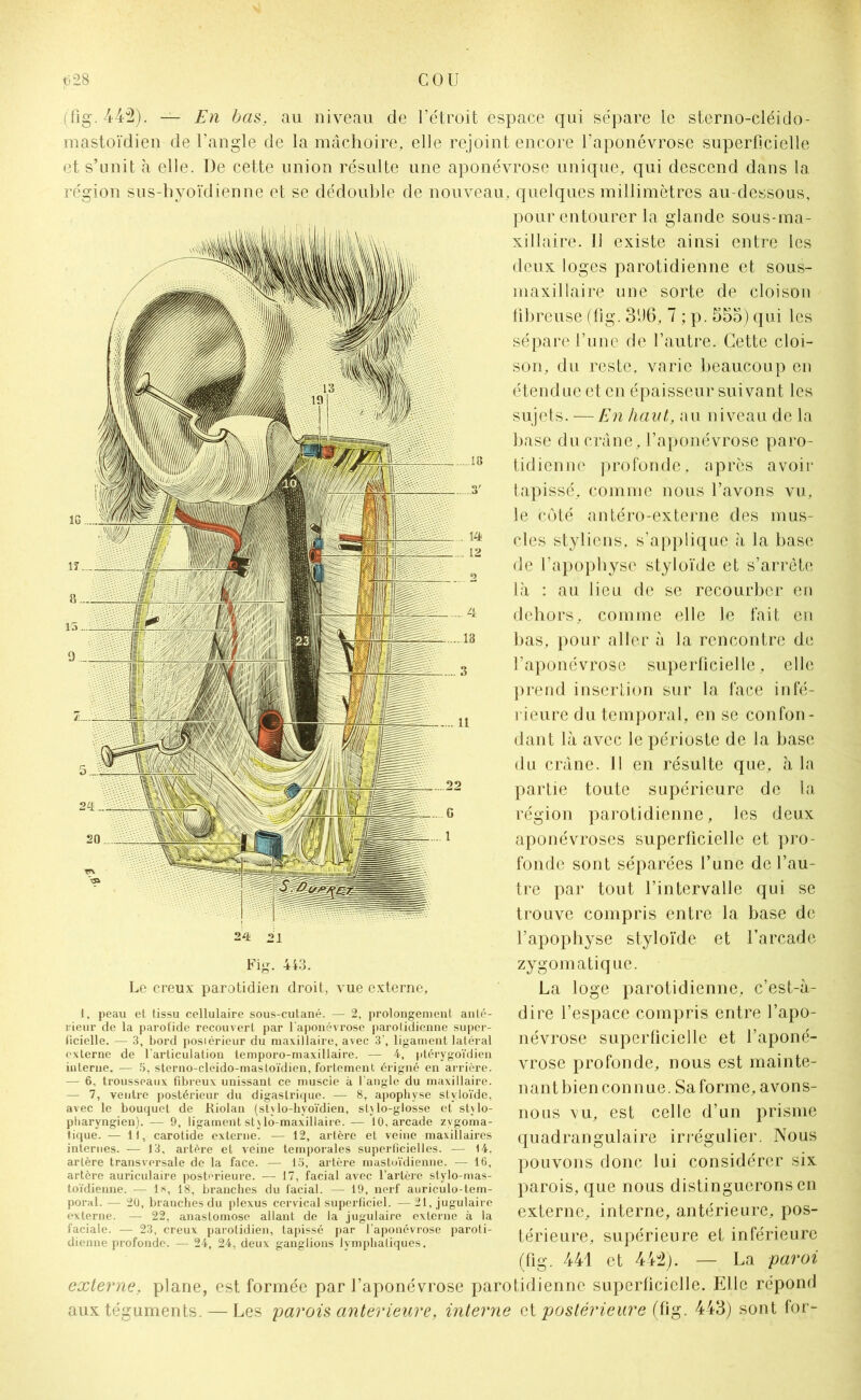 (fi; 442' En bas. au niveau de l’étroit espace qui sépare le sterno-cléido- mastoïdien de l’angle de la mâchoire, elle rejoint encore l'aponévrose superficielle et s’unit à elle. De cette union résulte une aponévrose unique, qui descend dans la région sus-hyoïdienne et se dédouble de nouveau, quelques millimètres au-dessous, pour entourer la glande sous-ma- xillaire. Il existe ainsi entre les deux loges parotidienne et sous- maxillaire une sorte de cloison fibreuse (fig. 396, 7 ; p. 655) qui les sépare l’une de l’autre. Cette cloi- son, du reste, varie beaucoup en étendue et en épaisseur suivant les sujets. — En haut, au niveau de la base du crâne, l’aponévrose paro- tidienne profonde, après avoir tapissé, comme nous l’avons vu, le côté antéro-externe des mus- cles stylicns, s’applique à la base de l’apophyse styloïde et s’arrête là : au lieu de se recourber en dehors, comme elle le fait en bas, pour aller à la rencontre de l’aponévrose superficielle, elle prend insertion sur la face infé- rieure du temporal, en se confon- dant là avec le périoste de la base du crâne. Il en résulte que, à la partie toute supérieure de la région parotidienne, les deux aponévroses superficielle et pro- fonde sont séparées l’une de l’au- tre par tout l’intervalle qui se trouve compris entre la base do l’apophyse styloïde et l’arcade zygomatique. La loge parotidienne, c’est-à- dire l’espace compris entre l’apo- névrose superficielle et l’aponé- vrose profonde, nous est mainte- nant bien conn ue. Sa forme, avons- nous vu, est celle d’un prisme quadrangulaire irrégulier. Nous pouvons donc lui considérer six parois, que nous distinguerons en externe, interne, antérieure, pos- térieure, supérieure et inférieure (fig. 441 et 442). — La paroi externe, plane, est formée par l’aponévrose parotidienne superficielle. Elle répond aux téguments. — Les parois anterieure, interne et postérieure (fig. 443) sont for- 24 21 Fig. 443. Le creux parotidien droit, vue externe, î, peau et tissu cellulaire sous-cutané. — 2, prolongement anté- rieur de la parotide recouvert par l'aponévrose parotidienne super- ficielle. -— 3, bord postérieur du maxillaire, avec 3’, ligament latéral externe de l’articulation lemporo-maxillaire. — 4, ptérygoïdien interne. — 5, sterno-cléido-mastoïdien, fortement érigné en arrière. — 6, trousseaux fibreux unissant ce muscle à l’angle du maxillaire. — 7, ventre postérieur du digastrique. — 8, apophyse styloïde, avec le bouquet de Kiolan (stvlo-hyoïdien, stylo-glosse et stvlo- pharyngien). — 9, ligament stylo-maxillaire. — 10, arcade zygoma- tique. — 11, carotide externe. — 12, artère et veine maxillaires internes. — 13, artère et veine temporales superficielles. — 14. artère transversale de la face. — 15, artère mastoïdienne. — 16, artère auriculaire postérieure. — 17, facial avec l’artère stylo-mas- toïdienne. — 1*, 18, branches du facial. — 19, nerf auriculo-tem- poral. — 20, branches du plexus cervical superficiel. —21, jugulaire externe. — 22, anastomose allant de la jugulaire externe à la faciale. — 23, creux parotidien, tapissé par l’aponévrose paroti- dienne profonde. — 24, 24, deux ganglions lymphatiques.