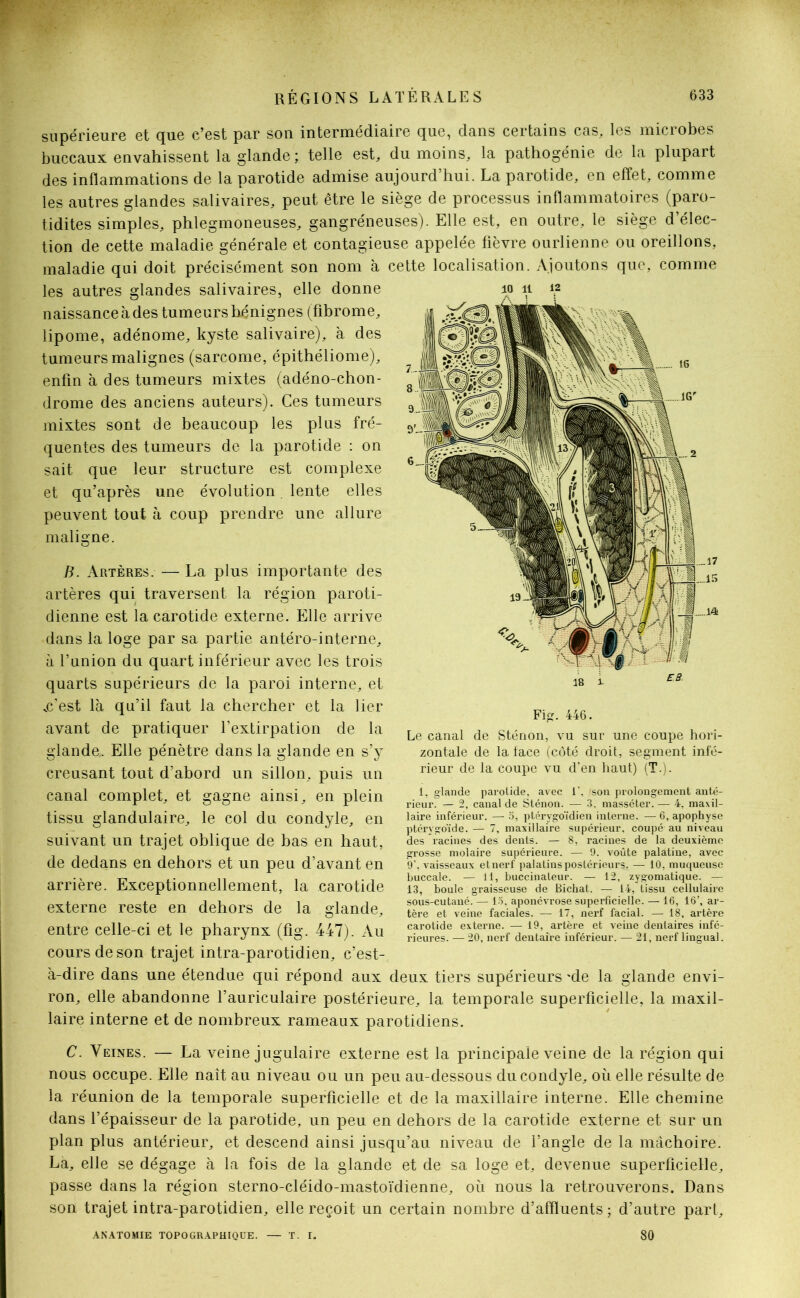 supérieure et que c’est par son intermédiaire que, dans certains cas, les microbes buccaux envahissent la glande; telle est, du moins, la pathogénie de la plupart des inflammations de la parotide admise aujourd’hui. La parotide, en effet, comme les autres glandes salivaires, peut être le siège de processus inflammatoires (paro- tidites simples, phlegmoneuses, gangréneuses). Elle est, en outre, le siège d’élec- tion de cette maladie générale et contagieuse appelée lièvre ourlienne ou oreillons, maladie qui doit précisément son nom à cette localisation. Ajoutons que, comme 10 11 1.2 les autres glandes salivaires, elle donne naissance à des tumeurs hénignes (fibrome, lipome, adénome, kyste salivaire), à des tumeurs malignes (sarcome, épithéliome), enfin à des tumeurs mixtes (adéno-ehon- drome des anciens auteurs). Ces tumeurs mixtes sont de beaucoup les plus fré- quentes des tumeurs de la parotide : on sait que leur structure est complexe et qu’après une évolution. lente elles peuvent tout à coup prendre une allure maligne. B. Artères. — La plus importante des artères qui traversent la région paroti- dienne est la carotide externe. Elle arrive dans la loge par sa partie antéro-interne, à l’union du quart inférieur avec les trois quarts supérieurs de la paroi interne, et .c'est là qu’il faut la chercher et la lier avant de pratiquer l’extirpation de la glande.. Elle pénètre dans la glande en s’y creusant tout d’abord un sillon, puis un canal complet, et gagne ainsi, en plein tissu glandulaire, le col du condyle, en suivant un trajet oblique de bas en haut, de dedans en dehors et un peu d’avant en arrière. Exceptionnellement, la carotide externe reste en dehors de la glande, entre celle-ci et le pharynx (fig. 447). Au cours de son trajet intra-parotidien, c’est- à-dire dans une étendue qui répond aux Fi. 446. Le canal de Sténon, vu sur une coupe hori- zontale de la face (côté droit, segment infé- rieur de la coupe vu d’en haut) (T.). 1, glande parotide, avec i’, 'son prolongement anté- rieur. — 2, canal de Sténon. — 3. masséter. — 4, maxil- laire inférieur. — 5, ptérygoïdien interne. — 6, apophyse ptérvgoïde. — 7, maxillaire supérieur, coupé au niveau des racines des dents. — 8, racines de la deuxième grosse molaire supérieure. — 9. voûte palatine, avec 9\ vaisseaux et nerf palatins postérieurs. — 10, muqueuse buccale. — 11, buccinateur. — 12, zygomatique. — 13, boule graisseuse de Bichat. — 14, tissu cellulaire sous-cutané. — 15, aponévrose superficielle. — 16, 16’, ar- tère et veine faciales. — 17, nerf facial. — 18, artère carotide externe. — 19, artère et veine dentaires infé- rieures. — 20, nerf dentaire inférieur. — 21, nerf lingual. deux tiers supérieurs 'de la glande envi- ron, elle abandonne l’auriculaire postérieure, la temporale superficielle, la maxil- laire interne et de nombreux rameaux parotidiens. C. Veines. — La veine jugulaire externe est la principale veine de la région qui nous occupe. Elle naît au niveau ou un peu au-dessous du condyle, où elle résulte de la réunion de 1a. temporale superficielle et de la maxillaire interne. Elle chemine dans l’épaisseur de la parotide, un peu en dehors de la carotide externe et sur un plan plus antérieur, et descend ainsi jusqu’au niveau de l’angle de la mâchoire. La, elle se dégage à la fois de 1a. glande et de sa loge et, devenue superficielle, passe dans la région sterno-cléido-mastoïdienne, où nous la retrouverons. Dans son trajet intra-parotidien, elle reçoit un certain nombre d’affluents ; d’autre part, 80 ANATOMIE TOPOGRAPHIQUE. T. I.