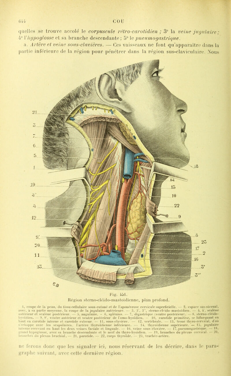 quelles se trouve accolé le corpuscule rétro-carotidien ; 3° la veine jugulaire; 4° Y hypoglosse et sa branche descendante; 5° le pneumogastrique. a. Artère et veine sous-clavières. — Ces vaisseaux ne font qu’apparaître dans la partie inférieure de la région pour pénétrer dans la région sus-claviculaire. Nous Fig. 451. Région sterno-cléido-mastoïdienne, plan profond. 1, coupe dé la peau, du tissu cellulaire sous-cutané et de l'aponévrose cervicale superficielle. — 2, espace sus-sternal, avec, à sa partie moyenne, la coupe de la jugulaire antérieure. — 3, 3’, 3”, sterno-cléido-mastoïdien. — 4, 4’, scalène antérieur et scalène postérieur. — o, angulaire. - 6, splénius. — 7, digastrique (ventre postérieur). —8. sterno-cléido- hvoïdien. — 9. 9'. ventre antérieur et ventre postérieur de l’omo-hyoïdien. - 10, carotide primitive, se bifurquant en liant en carotide interne et carotide externe. — 11, sous-clavière. — 12, vertébrale. — 13, tronc tliyro-cervical, d’où s'échappe avec les scapulaires, l’artère thyroïdienne inférieure. — 14. thyroïdienne supérieure. — 15, jugulaire interne recevant en haut les deux veines faciale et linguale. — 16, veine sous-clavière. ■— 17, pneumogastrique. — 18, grand hypoglosse, avec sa branche descendante et le nerf du Lhyro-hyoïdien. — 19, branches du plexus cervical. — 20, branches du plexus brachial. — 21, parotide. — 22, corps thyroïde. — 23, trachée-artère. ne ferons donc que les signaler ici, nous réservant de les décrire, dans h* para- graphe saivant, avec cette dernière région.