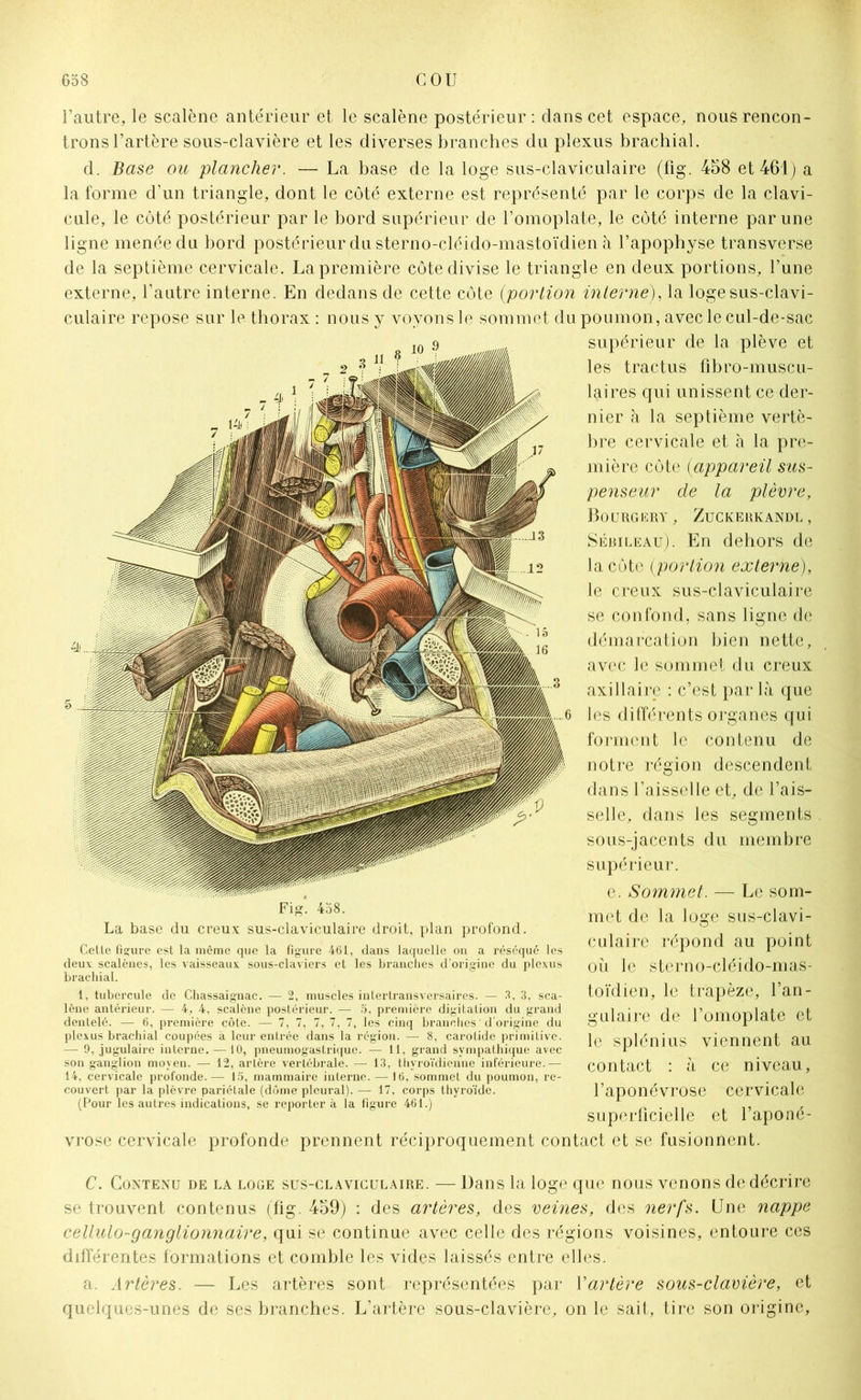 l’autre, le scalène antérieur et le scalène postérieur : clans cet espace, nous rencon- trons l’artère sous-clavière et les diverses branches du plexus brachial. d. Base ou plancher. — La base de la loge sus-claviculaire (fig. 458 et 461) a la forme d’un triangle, dont le côté externe est représenté par le corps de la clavi- cule, le côté postérieur par le bord supérieur de l’omoplate, le côté interne par une ligne menée du bord postérieur du sterno-cléido-mastoïdien à l’apophyse transverse de la septième cervicale. Lapremière côte divise le triangle en deux portions, l’une externe, l'autre interne. En dedans de cette côte (portion interne), la logesus-clavi- culaire repose sur le thorax : nous y voyons le sommet du poumon, avec le cul-de-sac supérieur de la plève et les tractus fibro-muscu- laires qui unissent ce der- nier à la septième vertè- bre cervicale et à la pre- mière côte (appareil sus- penseur de la plèvre, Bourgery, Zuckerkandl, Sédileau). En dehors de la côte (portion externe), le creux sus-claviculaire se confond, sans ligne de démarcation bien nette, avec le sommet du creux axillaire : c’est par là que les différents organes qui forment le contenu de notre région descendent dans l’aisselle et, de l’ais- selle, dans les segments sous-jacents du membre supérieur. e. Sommet. — Le som- met de la loge sus-clavi- culaire répond au point où le sterno-cléido-mas- toïdien, le trapèze, l’an- gulaire de l’omoplate et le splénius viennent au contact : à ce niveau, l’aponévrose cervicale superficielle et l’aponé- vrose cervicale profonde prennent réciproquement contact et se fusionnent. Fig. 458. La base du creux sus-claviculaire droit, plan profond. Cette figure est la même que la figure 461, dans laquelle on a réséqué les deux: scalènes, les vaisseaux sous-claviers et les branches d’origine du plexus brachial. 1, tubercule de Chassaignac. — 2, muscles intertransversaires. — 3, 3, sca- lène antérieur. — 4, 4, scalcne postérieur. — 5, première digitation du grand dentelé. — 6, première côte. — 7, 7, 7, 7, 7, les cinq branches 'd’origine du plexus brachial coupées h leur entrée dans la région. — 8, carotide primitive. — 9, jugulaire interne. — 10, pneumogastrique. — 11, grand sympathique avec son ganglion moyen. — 12, artère vertébrale. — 13, thyroïdienne inférieure.— 14, cervicale profonde.— 15, mammaire interne. —16, sommet du poumon, re- couvert par la plèvre pariétale (dôme pleural). — 17, corps thyroïde. (Pour les autres indications, se reportera la figure 461.) C. Contenu de la loge sus-claviculaire. — Dans la loge que nous venons de décrire se trouvent contenus (fig. 459) : des artères, des veines, des nerfs. Une nappe cellulo-ganglionnaire, qui se continue avec celle des régions voisines, entoure ces différentes formations et comble les vides laissés entre elles. a. Artères. — Les artères sont représentées par Y artère sous-clavière, et quelques-unes de ses branches. L’artère sous-clavière, on le sait, tire son origine.