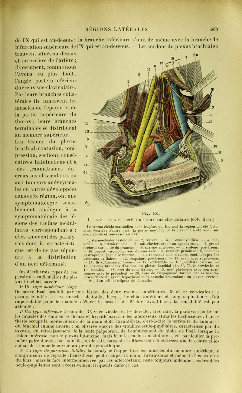 de TX qui est au-dessus ; la branche inférieure s’unit de même avec la branche de bifurcation supérieure de l’X qui est au-dessous. — Les cordons du plexus brachial se trouvent situés au-dessus et en arrière de l’artère ; ils occupent, comme nous l’avons vu plus haut, l’angle postéro-inférieur ducreux sus-claviculaire. Par leurs branches colla- térales ils innervent les muscles de l’épaule et de la partie supérieure du thorax : leurs branches terminales se distribuent au membre supérieur. — Les lésions du plexus brachial (contusion, com- pression, section), consé- cutives habituellement à des traumatismes du creux sus-claviculaire, ou aux tumeurs anévrysma- les ou autres développées dans cette région, ont une symptomatologie sensi- blement analogue à la symptomatologie des lé- sions des racines médul- laires correspondantes : elles amènent des paraly- sies dont la caractéristi- que est de ne pas répon- dre à la distribution d’un nerf déterminé. On décrit trois types de ces paralysies radiculaires du ple- xus brachial, savoir : 1° Un type supérieur (type Duchenne-Lrb) produit par une lésion des deux racines supérieures, 5e et 6e cervicales ; la paralysie intéresse les muscles deltoïde, biceps, brachial antérieur et long supinateur: d'où impossibilité pour le malade d’élever le bras et de fléchir l'avant-bras : la sensibilité est peu a tteinte ; 2° Un type inférieur (lésion des 7e, 8e cervicales et 0e dorsale), très rare ; la paralysie porte sur les muscles des éminences thénar et hypothénar, sur les interosseux et sur les fléchisseurs : l'anes- thésie occupe la moitié interne de la main et de l’avant-bras, c’est-à-dire le territoire du cubital et du brachial cutané interne ; on observe encore des troubles oculo-pupillaires, caractérisés par du myosis, du rétrécissement de la fente palpébrale, de l’enfoncement du globe de l’œil, lorsque la lésion intéresse, non le plexus lui-même, mais bien les racines médullaires, en particulier la pre- mière paire dorsale par laquelle, on le sait, passent les fibres irido-dilatatrices que le centre cilio- spinal de la moelle envoie au grand sympathique ; 3° Un type de paralysie totale ; la paralysie frappe tous les muscles du membre supérieur, y compris ceux de l’épaule ; l’anesthésie peut occuper la main, l'avant-bras et même la face externe du bras ; mais la face interne innervée par les intercostaux, reste toujours indemne : les troubles oculo-pupillaires sont excessivement fréquents dans ce cas. Fig. 461. Les vaisseaux et nerfs du creux sus-claviculaire (côté droit) Le steruo-cléido-mastoïdien et le trapèze, qui limitent la région ont été forte- ment écartés ; d’autre part, la partie moyenne de la clavicule a été sciée sur deux points et renversée en bas. 1, sterno-cléido-mastoïdien. — 2, trapèze. — 3, 3, omo-livoïdien. — 4, cla- vicule. — 5, première côte. — 6, sous-clavier, avec son aponévrose. — 7, grand pectoral surmonté du peaucier.— 8, scalène antérieur. — 9, scalène postérieur. — 10. paquet vasculo-nerveux du cou avec : a, carotide primitive ; b, pneumo- gastrique; c, jugulaire interne. — 11, vaisseaux sous-claviers, continués par les vaisseaux axillaires.— 12, scapulaire postérieure. — 13, scapulaire supérieure. — 14, thyroïdienne inférieure. — 15, vertébrale. — 16, jugulaire externe. — 17, les cinq branches d’origine du plexus brachial (5e. 6% 7e, 8e cervicales et l»,e dorsale). — 18, nerf du sous-clavier. — 19, nerf phrénique avec son anas- tomose avec le précédent. — 20, anse de l’hypoglosse, formée par la branche descendante du grand hypoglosse et la branche descendante du plexus cervical. — 21, tissu cellulo-adipeux de faisselle.
