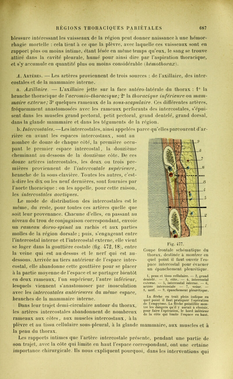 blessure intéressant les vaisseaux de la région peut donner naissance à une hémor- rhagie mortelle : cela tient à ce que la plèvre, avec laquelle ces vaisseaux sont en rapport plus ou moins intime, étant lésée en même temps qu’eux, le sang se trouve attiré dans la cavité pleurale, humé pour ainsi dire par l’aspiration thoracique, et s’y accumule en quantité plus ou moins considérable (hémothorax). A. Artères. — Les artères proviennent de trois sources : de l’axillaire, des inter- costales et de la mammaire interne. a. Axillaire. — L’axillaire jette sur la face antéro-latérale du thorax : 1° la branche thoracique de Y acromio-thoracique ; 2° la thoracique inférieure ou mam- maire externe; 3° quelques rameaux de la sous-scapulaire. Ces différentes artères, fréquemment anastomosées avec les rameaux perforants des intercostales, s’épui- sent dans les muscles grand pectoral, petit pectoral, grand dentelé, grand dorsal, dans la glande mammaire et dans les téguments de la région. b. Intercostales.—Les intercostales, ainsi appelées parce qu’elles parcourent d’ar- rière en avant les espaces intercostaux, sont au nombre de douze de chaque côté, la première occu- pant le premier espace intercostal, la douzième cheminant au-dessous de la douzième côte. De ces douze artères intercostales, les deux ou trois pre- mières proviennent de Y intercostale supérieure, branche de la sous-clavière. Toutes les autres, c’est- à-dire les dix ou ïes neuf dernières, sont fournies par l’aorte thoracique : on les appelle, pour cette raison, les intercostales aortiques. Le mode de distribution des intercostales est le mémo, du reste, pour toutes ces artères quelle que soit leur provenance. Chacune d’elles, en passant au niveau du trou de conjugaison correspondant, envoie un rameau dorso-spinal au rachis et aux parties molles de la région dorsale ; puis, s’engageant entre l’intercostal interne et l’intercostal externe, elle vient se loger dans la gouttière costale (fig. 472,18), entre la veine qui est au-dessus et le nerf qui est au- dessous. Arrivée au tiers antérieur de l’espace inter- costal, elle abandonne cette gouttière pour se placer à la partie moyenne de l’espace et se partager bientôt en deux rameaux, l’un supérieur, l’autre inférieur, lesquels viennent s’anastomoser par inosculation avec les intercostales antérieures du même espace, branches de la mammaire interne. Dans leur trajet demi-circulaire autour du thorax, les artères intercostales abandonnent de nombreux rameaux aux côtes, aux muscles intercostaux, à la plèvre et au tissu, cellulaire sous-pleural, à la glande mammaire, aux muscles et à la peau du thorax. Les rapports intimes que l’artère intercostale présente, pendant une partie de son trajet, avec la côte qui limite en haut l’espace correspondant, ont une ertaine importance chirurgicale. Ils nous expliquent pourquoi, dans les interventions qui Fig. 477. Coupe frontale schématique du thorax, destinée à montrer en quel point il faut ouvrir l'es- pace intercostal pour évacuer un épanchement pleurétique. 1, peau et lissu cellulaire. — 2, grand dentelé. — 3, côte. — 4, intercostal externe. — 5, intercostal interne. — 6, artère intercostale — 7, veine. — 8, nerf. — 9, épanchement pleurétique. La flèche en trait plein indique en quel point il faut pratiquer 1 opération de l’empyème. La flèche pointillée mon- tre les dangers qu’il y aurait à choisir, pour faire l’opération, le bord inférieur de la côte qui limite l’espace en haut.