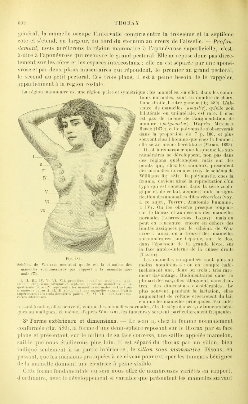 général, la mamelle occupe l’intervalle compris entre la troisième et la septième côte et s’étend, en largeur, du bord du sternum au creux de l’aisselle. — Profon- . dement, nous arrêterons la région mammaire à l’aponévrose superficielle, c’est- à-dire à l’aponévrose qui recouvre le grand pectoral. Elle ne repose donc pas direc- tement sur les côtes et les espaces intercostaux : elle en est séparée par une aponé- vrose et par deux plans musculaires qui répondent, le premier au grand pectoral, le second au petit pectoral. Ces trois plans, il est à peine besoin de le rappeler, appartiennent à la région costale. La région mammaire est une région paire et symétrique : les mamelles, en effet, dans les condi- tions normales, sont au nombre de deux, l'une droite, l’autre gauche (fig. 480). L’ab- sence de mamelles (amaslie), qu’elle soit bilatérale ou unilatérale, est rare. Il n’en est pas de même de l’augmentation de nombre {polymastie). D’après Mitchell Bruce (1879), cette polymastie s’observerait dans la proportion de 7 p. 100, et plus souvent chez l’homme que chez la femme : elle serait même héréditaire (Marie, 1893). Il est à remarquer que les mamelles sur- numéraires se développent, non pas dans des régions quelconques, mais sur des points qui, chez les animaux, présentent des mamelles normales (voy. le schéma de Williams fig. 481) : la polymastie, chez la femme, devient ainsi la reproduction d’un type qui est constant dans la série zoolo- gique et, de ce fait, acquiert toute la signi- fication des anomalies dites réversives (voy. à ce sujet, Testüt , Anatomie humaine, t. IV). On les observe presque toujours sur le thorax et au-dessous des mamelles normales (Lichtenstehn, Laloy) ; mais on peut en rencontrer encore en dehors des limites assignées par le schéma de Wil- liams : ainsi, on a trouvé des mamelles surnuméraires sur J’épaule, sur le dos, dans l’épaisseur de la grande lèvre, sur la face antéro-interne de la cuisse droite (Testut). Les mamelles surajoutées sont plus ou moins nombreuses : on en compte habi- tuellement une, deux ou trois ; très rare- ment davantage. Rudimentaires dans la plupart des cas, elles atteignent, dans d’au- tres, des dimensions considérables. Le plus souvent, pendant la lactation, elles augmentent de volume et sécrètent du lait comme les mamelles principales. Fait inté- ressant à noter, elles peuvent, comme les mamelles normales, être le siège d’abcès, de tumeurs béni- gnes ou malignes, et même, d’après Williams, les tumeurs y seraient particulièrement fréquentes. 3J Forme extérieure et dimensions. — Le sein a, chez la femme normalement conformée (fig. 480;, la forme d’une demi-sphère reposant sur le thorax par sa face plane et présentant, sur le milieu de sa face convexe, une saillie appelée mamelon, saillie que nous étudierons plus loin. Il est séparé du thorax par un sillon, bien indiqué seulement à sa partie inférieure, le sillon sous-mammaire. Disons, en passant, que les incisions pratiquées à ce niveau pour extirper les tumeurs bénignes de la mamelle donnent une cicatrice à peine visible. Cette forme fondamentale du sein nous offre de nombreuses variétés en rapport, d’ordinaire, avec le développement si variable que présentent les mamelles suivant Fig. 481. Schéma de Wii.liams monlranl quelle est la situation des mamelles surnuméraires par rapport à la mamelle nor- male (T). I. II, III, IV. Y, VI. VU, première, deuxième, troisième, qua- trième, cinquième, sixième et septième paires de mamelles. — La quatrième paire (IV; représente les mamelles normales. —Les trois premières paires (1, U, IIL répondant aux mamelles surnuméraires supérieures ; les trois dernières paires (Y. VI. VIL. aux surnumé- raires inférieures.