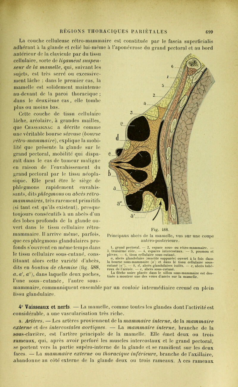 La couche celluleuse rétro-mammaire est constituée par le fascia superficialis adhérant à la glande et relié lui-même à l’aponévrose du grand pectoral et au bord antérieur de la clavicule par du tissu cellulaire, sorte de ligament suspen- seur de la mamelle, qui, suivant les sujets, est très serré ou excessive- ment lâche : dans le premier cas, la mamelle est solidement maintenue au-devant de la paroi thoracique ; dans le deuxième cas, elle tombe plus ou moins bas. Cette couche de tissu cellulaire- lâche, aréolaire, à grandes mailles, que Chassaignac a décrite comme une véritable bourse séreuse (bourse rétro-mammaire), explique la mobi- lité que présente la glande sur le grand pectoral, mobilité qui dispa- raît dans le cas de tumeur maligne en raison de l’envahissement du grand pectoral par le tissu néopla- sique. Elle peut être le siège de phlegmons rapidement envahis- sants, dits phlegmons ou abcès rétro- mammaires, très rarement primitifs (si tant est qu’ils existent), presque toujours consécutifs à un abcès d’un des lobes profonds de la glande ou- vert dans le tissu cellulaire rétro- mammaire. Il arrive même, parfois, que ces phlegmons glandulaires pro- fonds s’ouvrent en même temps dans le tissu cellulaire sous-cutané, cons- tituant alors cette variété d’abcès, dits en bouton de chemise (fig. 488, a, a', a), dans laquelle deux poches, l’une sous-cutanée, l’autre sous- mammaire, communiquent ensemble par un couloir intermédiaire creusé en plein tissu glandulaire. Fig. 488. Principaux abcès de la mamelle, vus sur une coupe antéro-postérieure. 1, grand pectoral. — 2, espace sous- ou réiro-mammaire. — 3, troisième côte. — 4, espaces intercostaux. — 5, poumon et plèvre. — 6, tissu cellulaire sous-cutané. a, abcès glandulaire (mastite suppurée) ouvert à la fois dans la bourse sous-mammaire (a) et dans le tissu cellulaire sous- cutané (a”). — b, d, abcès glandulaires isolés. — c, abcès tubé- reux de l’aréole. — e, abcès sous-cutané. La flèche noire placée dans le sillon sous-mammaire est des- tinée à montrer une des voies d’accès sur la mamelle. 4° Vaisseaux et nerfs. — La mamelle, comme toutes les glandes dont l’activité est considérable, a une vascularisation très riche. a. Artères. — Les artères proviennent de la mammaire interne, de la mammaire externe et des intercostales aortiques. — La mammaire interne, branche de la sous-clavière, est l’artère principale de la mamelle. Elle émet deux ou trois rameaux, qui, après avoir perforé les muscles intercostaux et le grand pectoral, se portent vers la partie supéro-interne de la glande et se ramifient sur les deux faces. — La mammaire externe ou thoracique inférieure, branche de l’axillaire, abandonne au côté externe de la glande deux ou trois rameaux. A ces rameaux