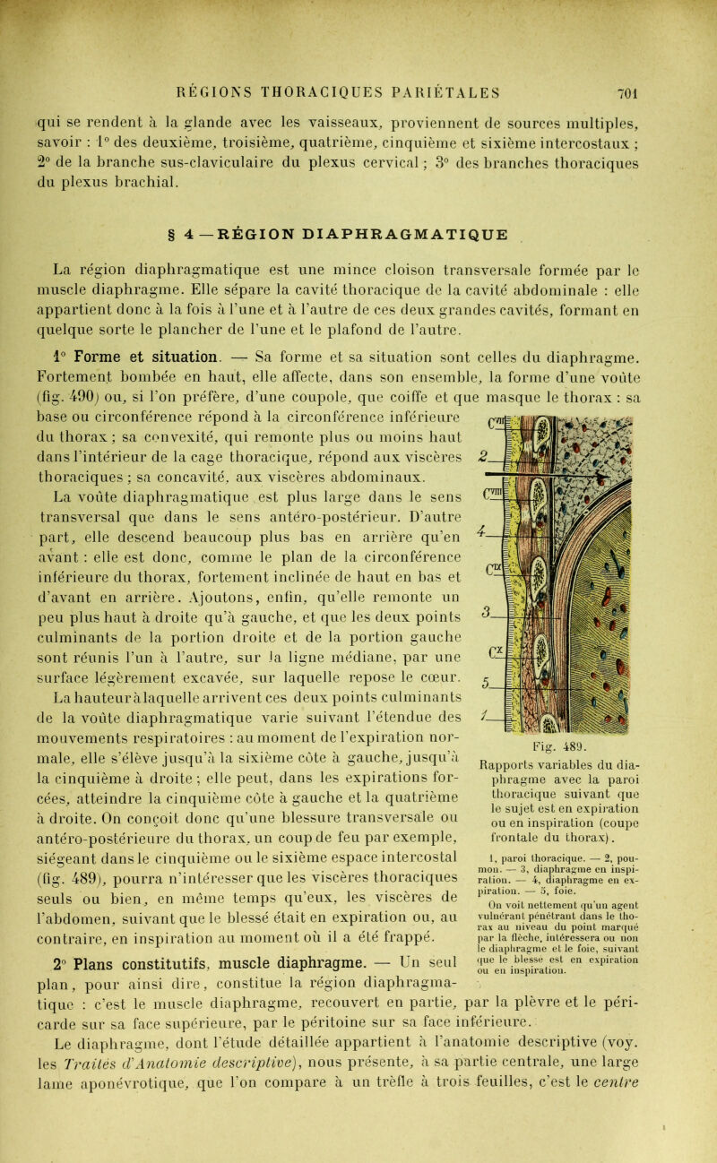 qui se rendent à la glande avec les vaisseaux, proviennent de sources multiples, savoir : 1° des deuxième, troisième, quatrième, cinquième et sixième intercostaux ; 2° de la branche sus-claviculaire du plexus cervical ; 3° des branches thoraciques du plexus brachial. § 4—RÉGION DIAPHRAGMATIQUE La région diaphragmatique est une mince cloison transversale formée par le muscle diaphragme. Elle sépare la cavité thoracique de la cavité abdominale : elle appartient donc à la fois à l’une et à l’autre de ces deux grandes cavités, formant en quelque sorte le plancher de l’une et le plafond de l’autre. 1° Forme et situation. — Sa forme et sa situation sont celles du diaphragme. Fortement bombée en haut, elle affecte, dans son ensemble, la forme d’une voûte (fig. 490) ou, si l’on préfère, d’une coupole, que coiffe et que masque le thorax : sa base ou circonférence répond à la circonférence inférieure du thorax; sa convexité, qui remonte plus ou moins haut dans l’intérieur de la cage thoracique, répond aux viscères thoraciques ; sa concavité, aux viscères abdominaux. La voûte diaphragmatique est plus large dans le sens transversal que dans le sens antéro-postérieur. D’autre part, elle descend beaucoup plus bas en arrière qu’en avant : elle est donc, comme le plan de la circonférence inférieure du thorax, fortement inclinée de haut en bas et d’avant en arrière. .Ajoutons, enfin, qu’elle remonte un peu plus haut à droite qu’à gauche, et que les deux points culminants de la portion droite et de la portion gauche sont réunis l’un à l’autre, sur la ligne médiane, par une surface légèrement excavée, sur laquelle repose le cœur. La hauteur à laquelle arrivent ces deux points culminants de la voûte diaphragmatique varie suivant l’étendue des mouvements respiratoires : au moment de l’expiration nor- male, elle s’élève jusqu’à la sixième côte à gauche, jusqu’à la cinquième à droite ; elle peut, dans les expirations for- cées, atteindre la cinquième côte à gauche et la quatrième à droite. On conçoit donc qu’une blessure transversale ou antéro-postérieure du thorax, un coup de feu par exemple, siégeant dans le cinquième ou le sixième espace intercostal (fig. 489), pourra n’intéresser que les viscères thoraciques seuls ou bien., en même temps qu’eux, les viscères de l’abdomen, suivant que le blessé était en expiration ou, au contraire, en inspiration au moment où il a été frappé. 2° Plans constitutifs, muscle diaphragme. — Un seul plan, pour ainsi dire, constitue la région diaphragma- tique : c’est le muscle diaphragme, recouvert en partie, par la plèvre et le péri- carde sur sa face supérieure, par le péritoine sur sa face inférieure. Le diaphragme, dont l’étude détaillée appartient à l’anatomie descriptive (voy. les Traités (TAnatomie descriptive), nous présente, à sa partie centrale, une large lame aponévrotique, que l’on compare à un trèfle à trois feuilles, c’est le centre Fig. 489. Rapports variables du dia- phragme avec la paroi thoracique suivant que le sujet est en expiration ou en inspiration (coupe frontale du thorax). 1, paroi thoracique. — 2, pou- mon. — 3, diaphragme en inspi- ration. — 4, diaphragme en ex- piration. — 5, foie. On voit nettement qu’un agent vulnérant pénétrant dans le tho- rax au niveau du point marqué par la flèche, intéressera ou non le diaphragme et le foie, suivant que le blessé est en expiration ou en inspiration.