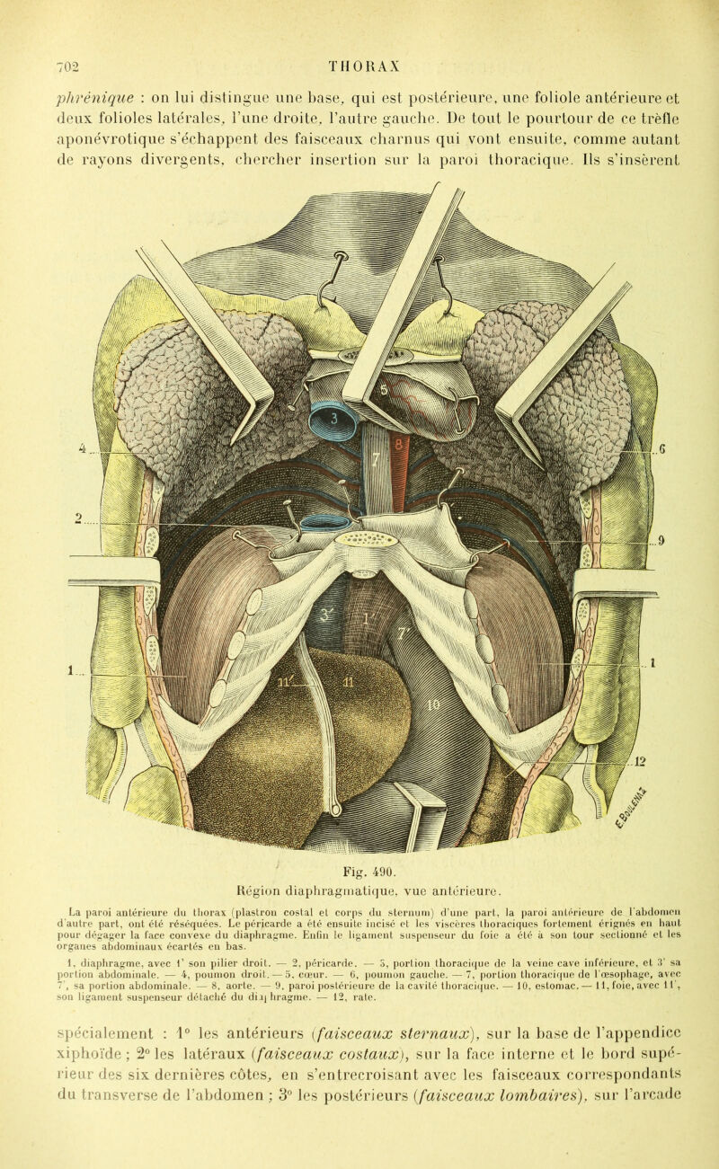 phrénique : on lui distingue une base, qui est postérieure, une foliole antérieure et deux folioles latérales, l’une droite, l’autre gauche. De tout le pourtour de ce trèfle aponévrotique s’échappent des faisceaux charnus qui vont ensuite, comme autant de rayons divergents, chercher insertion sur la paroi thoracique. Ils s’insèrent spécialement : 1° les antérieurs (faisceaux sternaux), sur la base de l’appendice xiphoïde ; 2° les latéraux (faisceaux costaux), sur la face interne et le bord supé- rieur des six dernières côtes, en s’entrecroisant avec les faisceaux correspondants du transverse de l’abdomen ; 3° les postérieurs (faisceaux lombaires), sur l’arcade Région diaphragmatique, vue antérieure. La paroi antérieure du thorax (plastron costal et corps du sternum) d’une part, la paroi antérieure de l’abdomen d'autre part, ont été réséquées. Le péricarde a été ensuite incisé et les viscères thoraciques fortement érignés en haut pour dégager la face convexe du diaphragme. Enfin le ligament suspenseur du foie a été à son tour sectionné et les organes abdominaux écartés en bas. 1, diaphragme, avec i’ son pilier droit. — 2, péricarde. — 3, portion thoracique de la veine cave inférieure, et 3’ sa portion abdominale. — 4, poumon droit. — 5, cœur. — 6, poumon gauche. — 7, portion thoracique de l’œsophage, avec 7 , sa portion abdominale. — 8, aorte. — 9, paroi postérieure de la cavité thoracique. — 10, estomac.— 11, foie, avec 11’, son ligament suspenseur détaché du diij hragme. — 12, rate. Fig. 490.