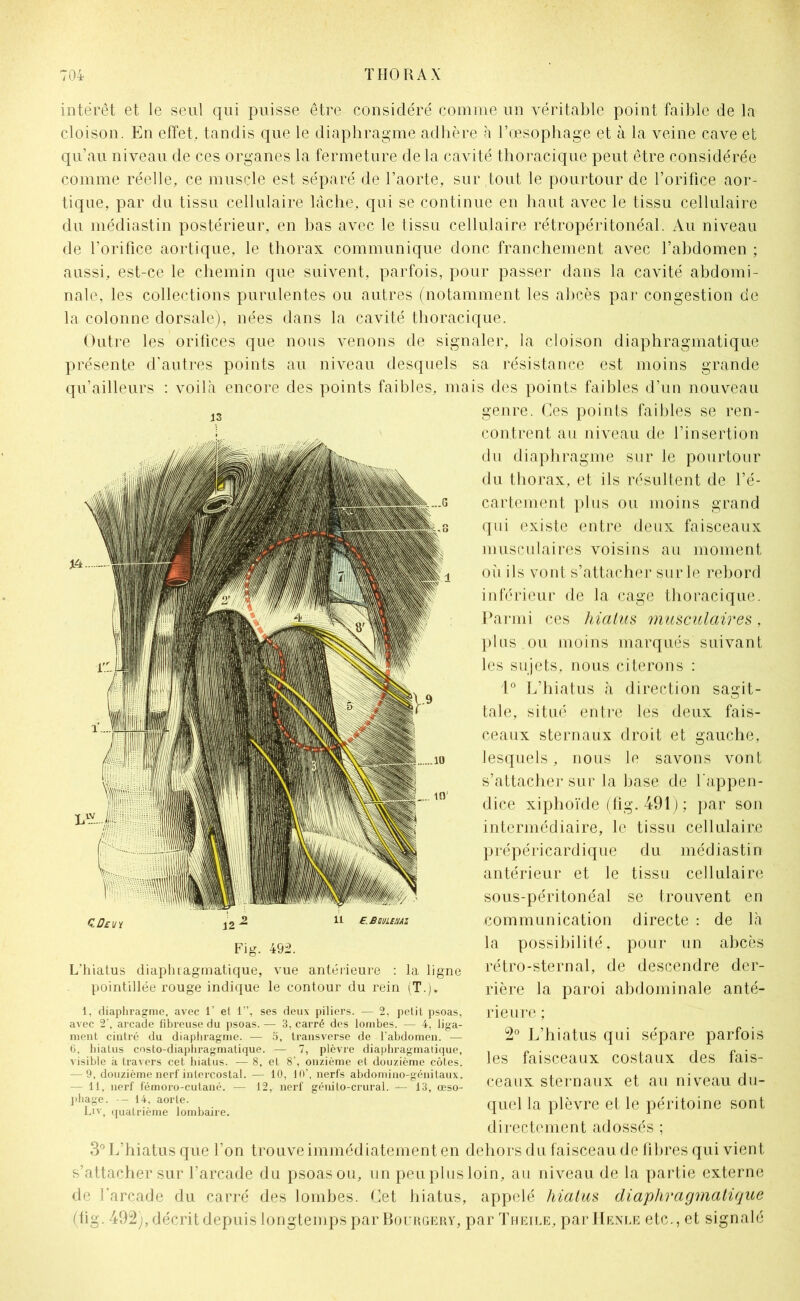 intérêt et le seul qui puisse être considéré comme un véritable point faible de la cloison. En effet, tandis que le diaphragme adhère à l’œsophage et à la veine cave et qu’au niveau de ces organes la fermeture de la cavité thoracique peut être considérée comme réelle, ce muscle est séparé de l’aorte, sur tout le pourtour de l’orifice aor- tique, par du tissu cellulaire lâche, qui se continue en haut avec le tissu cellulaire du médiastin postérieur, en bas avec le tissu cellulaire rétropéritonéal. Au niveau de l’orifice aortique, le thorax communique donc franchement avec l’abdomen ; aussi, est-ce le chemin que suivent, parfois, pour passer dans la cavité abdomi- nale, les collections purulentes ou autres (notamment les abcès par congestion de la colonne dorsale), nées dans la cavité thoracique. Outre les orifices que nous venons de signaler, la cloison diaphragmatique présente d’autres points au niveau desquels sa résistance est moins grande qu’ailleurs : voila encore des points faibles, mais des points faibles d’un nouveau genre. Ces points faibles se ren- contrent au niveau de l’insertion du diaphragme sur le pourtour du thorax, et ils résultent de l’é- cartement plus ou moins grand qui existe entre deux faisceaux musculaires voisins au moment où ils vont s’attacher sur le rebord inférieur de la cage thoracique. Parmi ces hiatus musculaires, plus ou moins marqués suivant les sujets, nous citerons : 1° L’hiatus à direction sagit- tale, situé entre les deux fais- ceaux sternaux droit et gauche, lesquels, nous le savons vont s’attacher sur la base de l’appen- dice xiphoïde (fîg.491); par son intermédiaire, le tissu cellulaire prépéricardique du médiastin antérieur et le tissu cellulaire sous-péritonéal se trouvent en communication directe : de là la possibilité, pour un abcès rétro-sternal, de descendre der- rière la paroi abdominale anté- rieure ; 2° L’hiatus qui sépare parfois les faisceaux costaux des fais- ceaux sternaux et au niveau du- quel la plèvre et le péritoine sont directement adossés ; 3° L’hiatus que l’on trouve immédiatement en dehors du faisceau de fibres qui vient s’attacher sur l’arcade du psoas ou, un peu plus loin, au niveau de la partie externe de l'arcade du carré des lombes. Cet hiatus, appelé hiatus diaphragmatique (fig. 492), décrit depuis longtemps par Bourgery, par Theile, par IIenle etc., et signalé 13 Fig. 492. L'hiatus diaphragmatique, vue antérieure : la ligne pointillée rouge indique le contour du rein (T.). 1, diaphragme, avec 1’ et 1”, ses deux piliers. — 2, petit psoas, avec 2‘, arcade fibreuse du psoas. — 3, carré des lombes. — 4, liga- ment cintré du diaphragme. — 5, transverse de l’abdomen. — 6, bialus costo-diaphragmatique. — 7, plèvre diaphragmatique, visible à travers cet hiatus. — 8, et 8’, onzième et douzième côtes. — 9, douzième nerf intercostal. — 10, 10’, nerfs abdomino-géuitaux. — 11, nerf fémoro-cutané. — 12, nerf génito-crural. — 13, œso- phage. -- 14, aorte. Liv, quatrième lombaire.