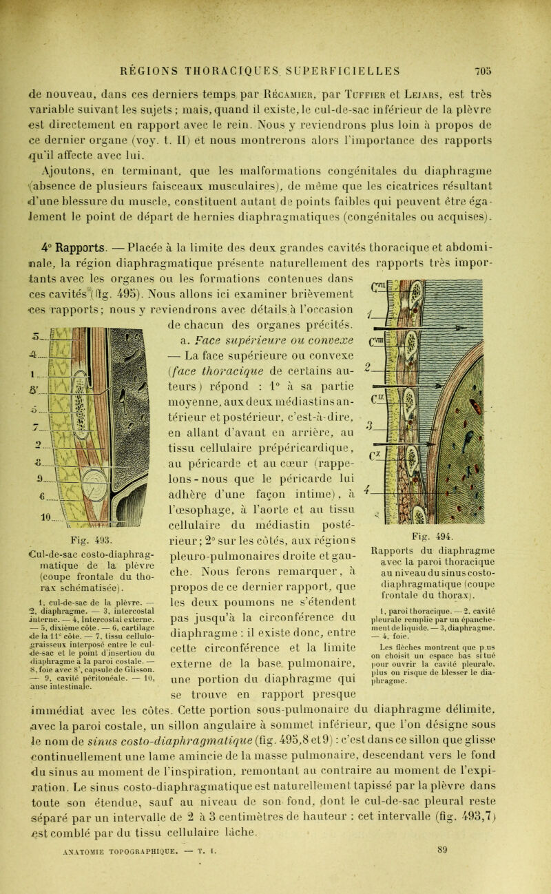 de nouveau, dans ces derniers temps par Récamier, par Tüffier et Lejars, est très variable suivant les sujets ; mais, quand il existe, le cul-de-sac inférieur de la plèvre est directement en rapport avec le rein. Nous y reviendrons plus loin à propos de ce dernier organe (voy. t. Il) et nous montrerons alors l’importance des rapports qu’il affecte avec lui. Ajoutons, en terminant, que les malformations congénitales du diaphragme '(absence de plusieurs faisceaux musculaires), de même que les cicatrices résultant d’une blessure du muscle, constituent autant de points faibles qui peuvent être éga- lement le point de départ de hernies diaphragmatiques (congénitales ou acquises). 4° Rapports. —Placée à la limite des deux grandes cavités thoracique et abdomi- nale, la région diaphragmatique présente naturellement des rapports très impor- tants avec les organes ou les formations contenues dans ces cavités~(dg. 495). Nous allons ici examiner brièvement -ces rapports; nous y reviendrons avec détails.à l’occasion de chacun des organes précités. a. Face supérieure ou convexe — La face supérieure ou convexe {face thoracique de certains au- teurs) répond : 1° à sa partie moyenne, aux deux médiastins an- térieur et postérieur, c’est-à-dire, en allant d’avant en arrière, au tissu cellulaire prépéricardique, au péricarde et au cœur (rappe- lons-nous que le péricarde lui adhère d’une façon intime), à l’œsophage, à l’aorte et au tissu cellulaire du médiastin posté- rieur ; 2° sur les côtés, aux régions pleuro pulmonaires droite et gau- che. Nous ferons remarquer, à propos de ce dernier rapport, que les deux poumons ne s’étendent pas jusqu’à la circonférence du diaphragme : il existe donc, entre cette circonférence et la limite externe de la base, pulmonaire, une portion du diaphragme qui se trouve en rapport presque immédiat avec les côtes. Cette portion sous-pulmonaire du diaphragme délimite, avec la paroi costale, un sillon angulaire à sommet inférieur, que l’on désigne sous le nom de sinus costo-diaphragmatique (fig. 495,8 et 9) : c’est dans ce sillon que glisse continuellement une lame amincie de la masse pulmonaire, descendant vers le fond du sinus au moment de l’inspiration, remontant au contraire au moment de l’expi- ration. Le sinus costo-diaphragmatique est naturellement tapissé par la plèvre dans toute son étendue, sauf au niveau de son fond, dont le cul-de-sac pleural reste séparé par un intervalle de 2 à 3 centimètres de hauteur : cet intervalle (fig. 493,7) çst comblé par du tissu cellulaire lâche. Fig. 493. Cul-de-sac costo-diaphrag- matique de la plèvre (coupe frontale du tho- rax; schématisée). 1. cul-de-sac de la plèvre. — 2, diaphragme. — 3, iu ter costal interne. — 4, Intercostal externe. — 5, dixième côte. — 6, cartilage «Le la 11e côte. — 7, tissu cellulo- .graisseux interposé entre le cul- <ie-sac et le point d’insertion du diaphragme à la paroi costale. — foie avec 8’, capsule de Glisson. — 9. cavité péritonéale. — 10, ■anse intestinale. Fig. 494. Rapports du diaphragme avec la paroi thoracique au niveau du sinus costo- diaphragmatique (coupe frontale du thorax). 1, paroi thoracique. — 2. cavité pleurale remplie par un épanche- ment de liquide. — 3, diaphragme. — 4, foie. Les flèches montrent que p.us on choisit un espace bas situé pour ouvrir la cavité pleurale, plus on risque de blesser le dia- phragme. ANATOMIE TOPOGRAPHIQUE. 89