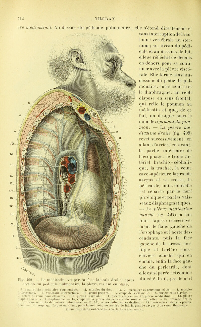 vre médiastine). Au-dessus du pédicule pulmonaire.. Fig. 4Ô9. — Le médiastin, vu par sa face latérale droite, après section du pédicule pulmonaire, la plèvre restant en place. elle s’étend directement et sans interruption de la co- lonne vertébrale au ster- num ; au niveau du pédi- cule et au dessous de lui, elle se réfléchit de dedans en dehors pour se conti- nuer avec la plèvre viscé- rale. Elle forme ainsi au- dessous du pédicule pul- monaire, entre celui-ci et le diaphragme, un repli disposé en sens frontal, qui relie le poumon au médiastin et que, de ce fait, on désigne sous le nom de ligament du pou- mon. — La plèvre mé- diastine droite (fig. 499) revêt successivement, en allant d’arrière en avant, la partie inférieure de l’œsophage, le tronc ar- tériel brachio - céphali- que, la trachée, la veine cave supérieure, la grande azygos et sa crosse, le péricarde, enfin, dont elle est séparée par le nerf phrénique et parles vais- seaux diaphragmatiques, — La plèvre médiastine gauche (fig. 497), à son tour, tapisse successive- ment le flanc gauche de l’œsophage et l’aorte des- cendante, puis la face gauche de la crosse aor- tique et l’artère sous- clavière gauche qui en émane, enfin la face gau- che du péricarde, dont elle est séparée, ici comme du côté droit, par le nerf 1, peau cl tissu cellulaire sous-cutané. — 2, muscles du dos. — 3, 3’, première et neuvième côtes. — 4, muscles intercostaux. — 5, vaisseaux intercostaux. — 6, grand pectoral. — 7, coupe delà clavicule. — 8, muscle sous-clavier. — artère et veine sous-clavières. — 10. plexus brachial. — 11, plèvre costale. — 12, plèvre médiastine. — 13, plèvre diaphragmatique et diaphragme. — 14, coupe de la plèvre du pédicule (disposée en raquette). - 15, bronche droite. — 10, branche droite de l’artère pulmonaire. — 17, 17’, veines pulmonaires droites. — 18, péricarde vu dans la profon- deur. — 10, œsophage, érigné en avant, pour laisser voir, en arrière de lui, la grande azygos et le canal thoracique.