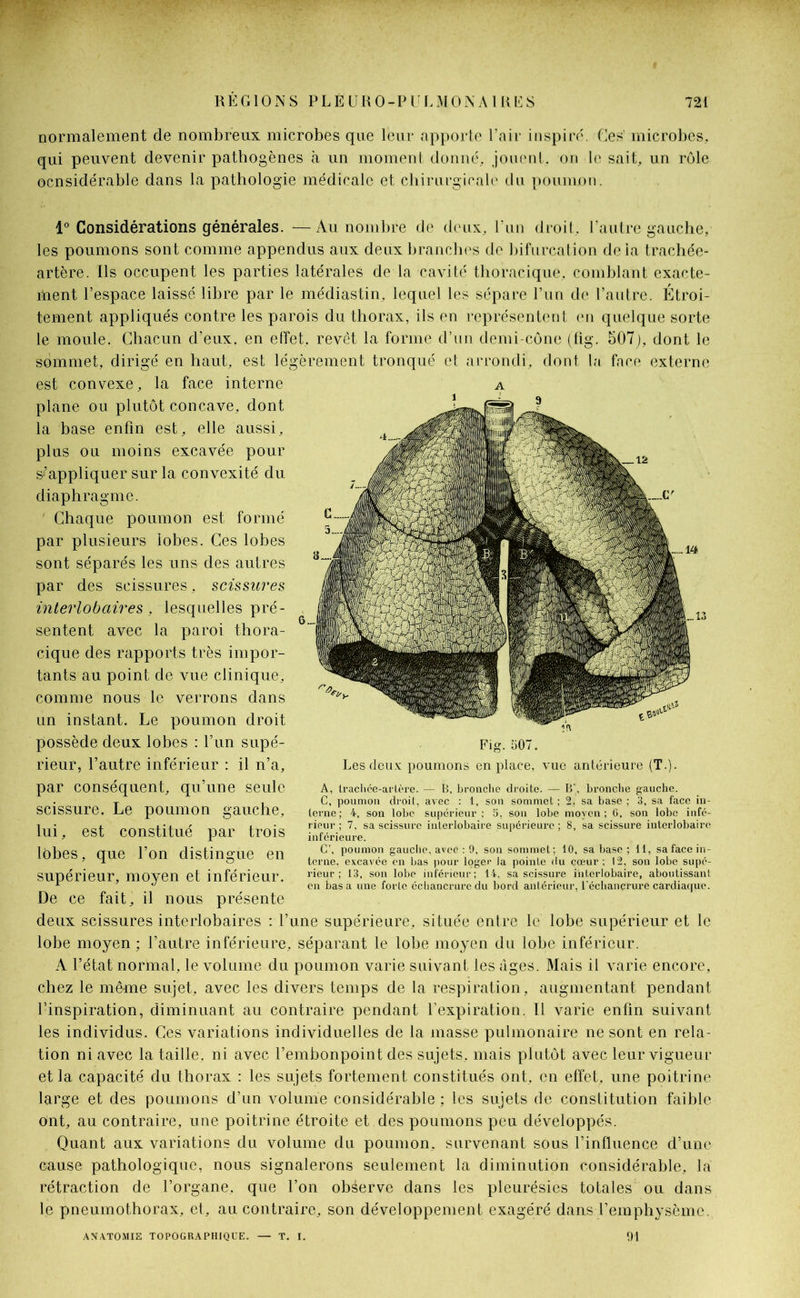 normalement de nombreux microbes que leur apporte Pair inspiré. Ces’ microbes, qui peuvent devenir pathogènes à un moment donné, jouent, on le sait, un rôle ocnsidérable dans la pathologie médicale et chirurgicale du poumon. 1° Considérations générales. —Au nombre de deux, Lun droit, l’autre gauche, les poumons sont comme appendus aux deux branches de bifurcation delà trachée- artère. Ils occupent les parties latérales de la cavité thoracique, comblant exacte- ment l’espace laissé libre par le médiastin. lequel les sépare l’un de l’autre. Étroi- tement appliqués contre les parois du thorax, ils en représentent en quelque sorte le moule. Chacun d’eux, en effet, revêt la forme d’un demi-cône (fig. 507), dont le sommet, dirigé en haut, est légèrement tronqué et arrondi, dont la face externe est convexe, la face interne plane ou plutôt concave, dont la base enfin est, elle aussi, plus ou moins excavée pour s'appliquer sur la convexité du diaphragme. Chaque poumon est formé par plusieurs lobes. Ces lobes sont séparés les uns des autres par des scissures, scissures interlobaires, lesquelles pré- sentent avec la paroi thora- cique des rapports très impor- tants au point de vue clinique, comme nous le verrons dans un instant. Le poumon droit possède deux lobes : l’un supé- rieur, l’autre inférieur : il n’a, par conséquent, qu’une seule scissure. Le poumon gauche, lui, est constitué par trois lobes, que l’on distingue en supérieur, moyen et inférieur. De ce fait, il nous présente deux scissures interlobaires : l’une supérieure, située entre le lobe supérieur et le lobe moyen ; l’autre inférieure, séparant le lobe moyen du lobe inférieur. A l’état normal, le volume du poumon varie suivant les âges. Mais il varie encore, chez le même sujet, avec les divers temps de la respiration, augmentant pendant l’inspiration, diminuant au contraire pendant l’expiration. Il varie enfin suivant les individus. Ces variations individuelles de la masse pulmonaire ne sont en rela- tion ni avec la taille, ni avec l’embonpoint des sujets, mais plutôt avec leur vigueur et la capacité du thorax : les sujets fortement constitués ont, en effet, une poitrine large et des poumons d’un volume considérable ; les sujets de constitution faible Ont, au contraire, une poitrine étroite et des poumons peu développés. Quant aux variations du volume du poumon, survenant sous l’influence d’une cause pathologique, nous signalerons seulement la diminution considérable, la rétraction de l’organe, que l’on observe dans les pleurésies totales ou dans le pneumothorax, et, au contraire, son développement exagéré dans l’emphysème. Fig. 507. Les deux poumons en place, vue antérieure (T.). A, trachée-artère. — B, bronche droite. — B', bronche gauche. C, poumon droit, avec : 1, son sommet; 2. sa base ; 3, sa face in- terne; 4, son lobe supérieur; 5, son lobe moyen; G, son lobe infé- rieur ; 7, sa scissure interlobaire supérieure ; 8, sa scissure interlobaire inférieure. C’, poumon gauche, avec : 9, son sommet; 10, sa base ; 11, sa face in- terne, excavée en bas pour loger la pointe du cœur ; 12, son lobe supé- rieur ; 13, son lobe inférieur; 14, sa scissure interlobaire, aboutissant en basa une forte échancrure du bord antérieur, l'échancrure cardiaque. AXATOMIE TOPOGRAPHIQUE. T. I. 91