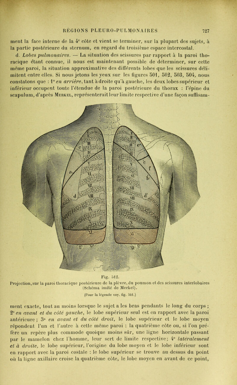 ment la face interne de la 4e côte et vient se terminer, sur la plupart des sujets, à la partie postérieure du sternum, en regard du troisième espace intercostal. d. Lobes pulmonaires. — La situation des scissures par rapport à la paroi tho- racique étant connue, il nous est maintenant possible de déterminer, sur cette même paroi, la situation approximative des différents lobes que les scissures déli- mitent entre elles. Si nous jetons les yeux sur les figures 501, 502, 503, 504, nous constatons que : 1° en arrière, tant adroite qu’à gauche, les deux lobes supérieur et inférieur occupent toute l’étendue de la paroi postérieure du thorax : l’épine du scapulum, d’après Merkel, représenterait leur limite respective d’une façon suffisam- Fig. 512. Projection, sur la paroi thoracique postérieure de la plèvre, du poumon et des scissures interlobaires (Schéma imité de Merkel). (Pour la légende voy. fig. 501.) ment exacte, tout au moins lorsque le sujet a les bras pendants le long du corps ; 2° en avant et du côté gauche, le lobe supérieur seul est en rapport avec la paroi antérieure ; 3° en avant et du côté droit, le lobe supérieur et le lobe moyen répondent l’un et l’autre à cette même paroi : la quatrième côte ou, si l’on pré- fère un repère plus commode quoique moins sur, une ligne horizontale passant par le mamelon chez l’homme, leur sert de limite respective; 4° latéralement et à droite, le lobe supérieur, l’origine du lobe moyen et le lobe inférieur sont en rapport avec la paroi costale : le lobe supérieur se trouve au dessus du point où la ligne axillaire croise la quatrième côte, le lobe moyen en avant de ce point,